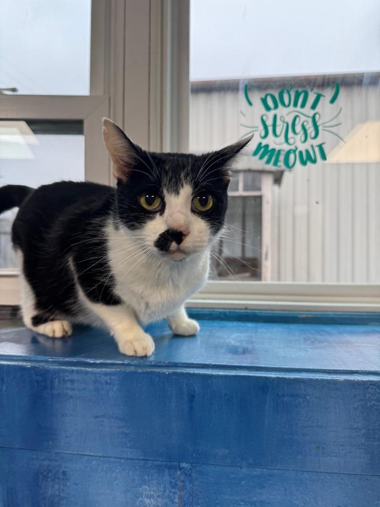 Tipper, Adoptable, Senior Male Domestic Short Hair.