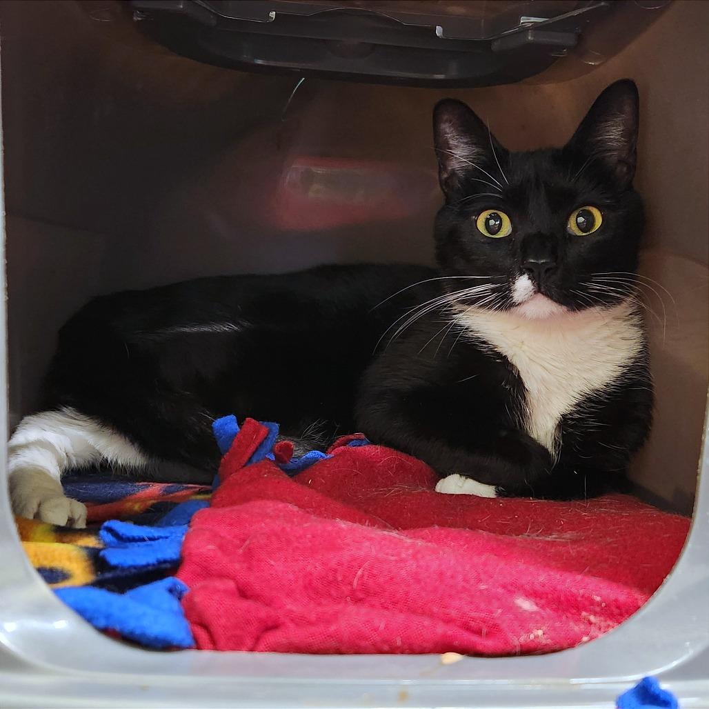 Wybie — thumbnail 2