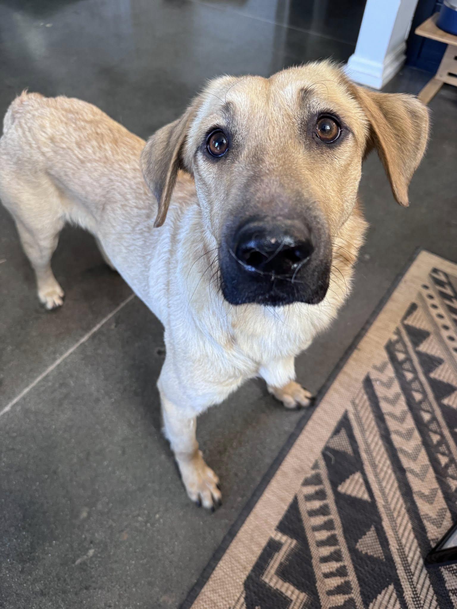 Enlarge Megatron, a Adopted Shepherd in Greenville, SC image 1/3