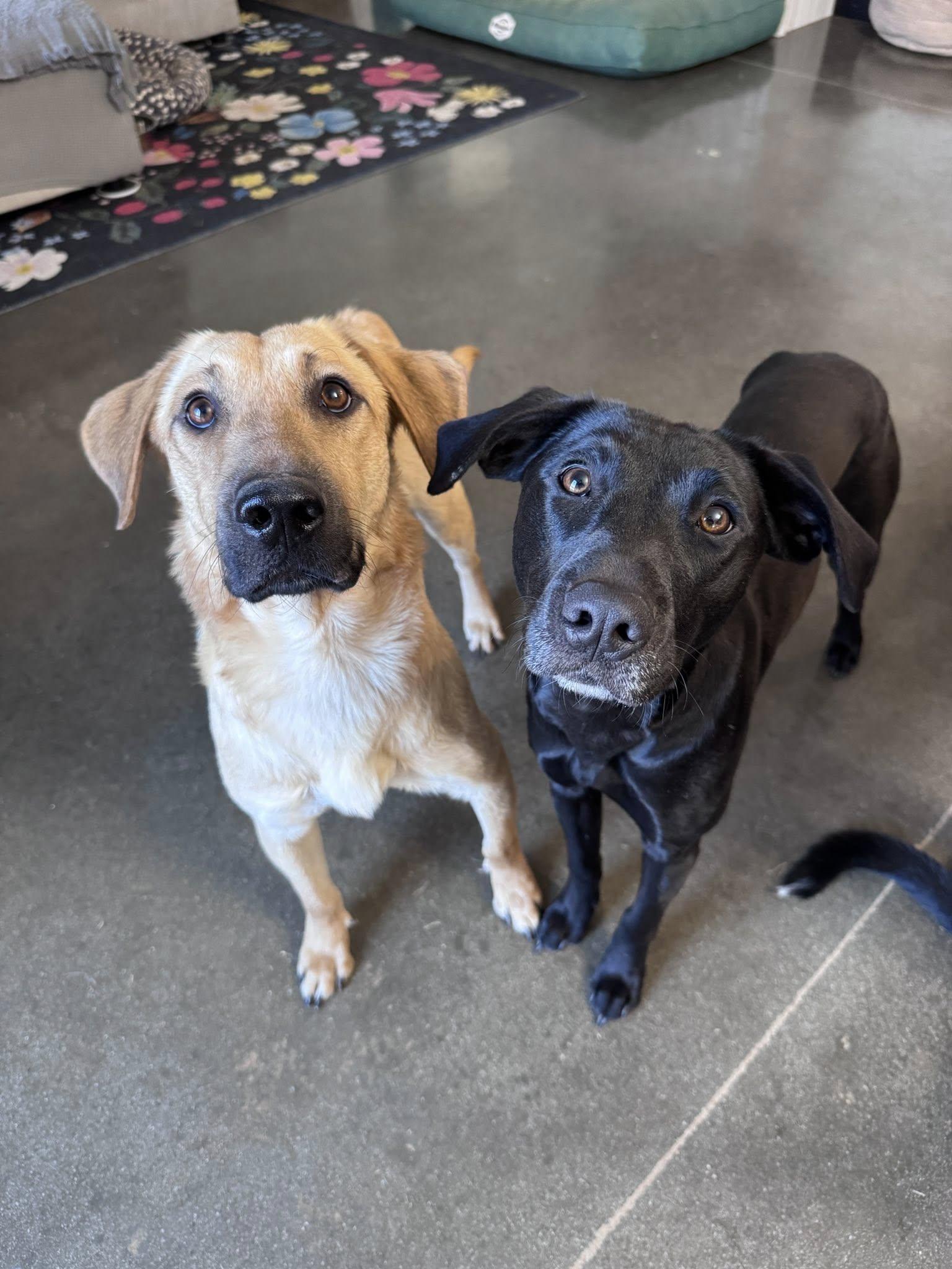 Enlarge Megatron, a Adopted Shepherd in Greenville, SC image 2/3