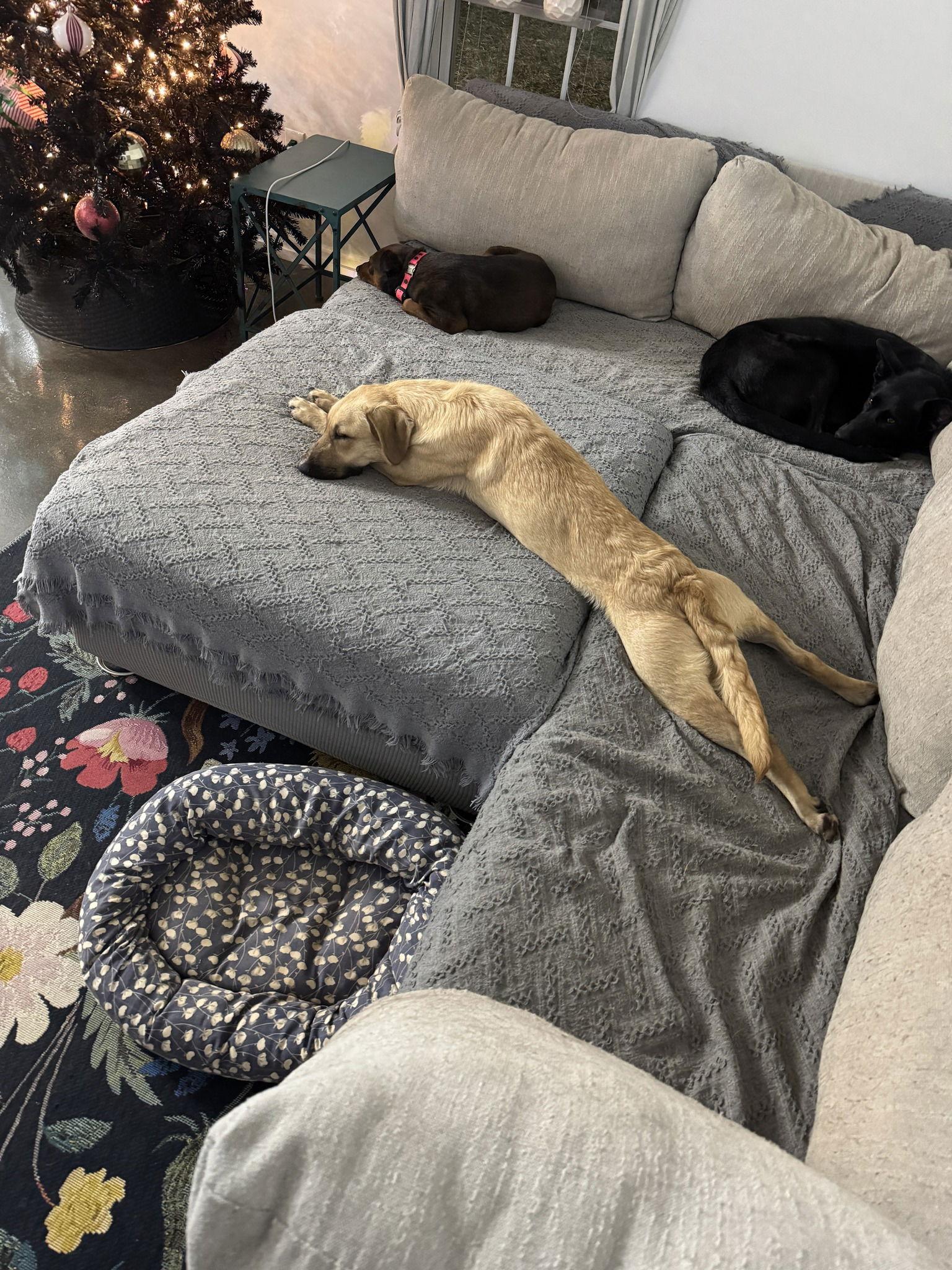 Enlarge Megatron, a Adopted Shepherd in Greenville, SC image 3/3