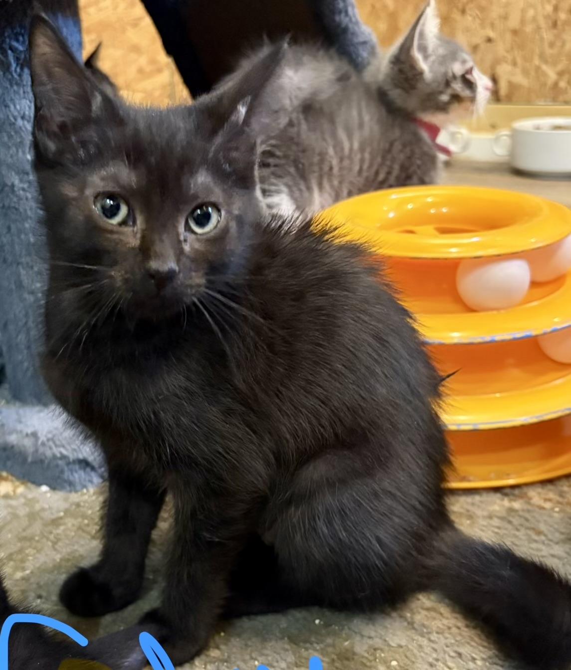 Fudgie, Adoptable, Kitten Female Domestic Long Hair.