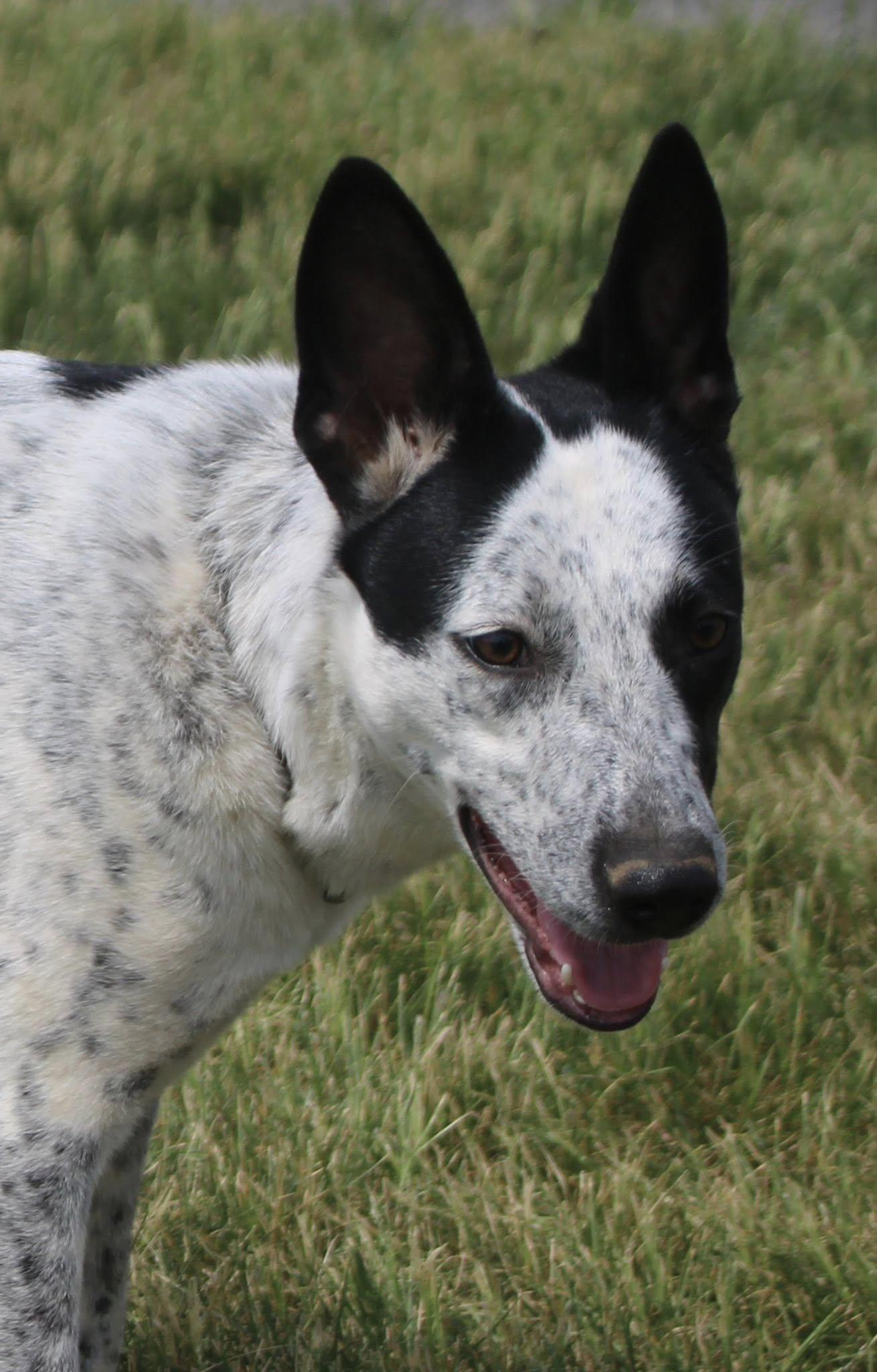 Enlarge Maple, a ADOPTABLE mixed breed in Stuarts Draft, VA image 6/6