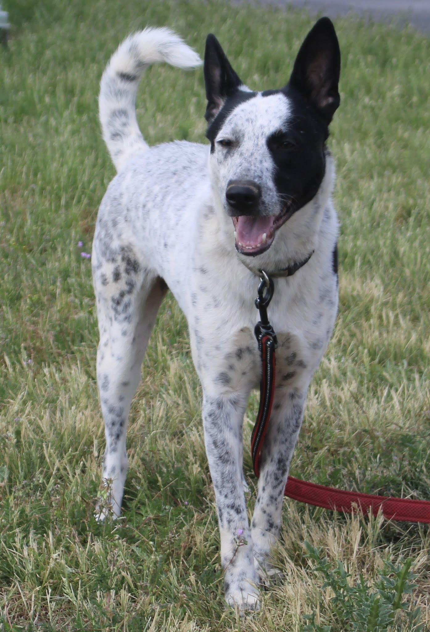 Enlarge Maple, a ADOPTABLE mixed breed in Stuarts Draft, VA image 3/6