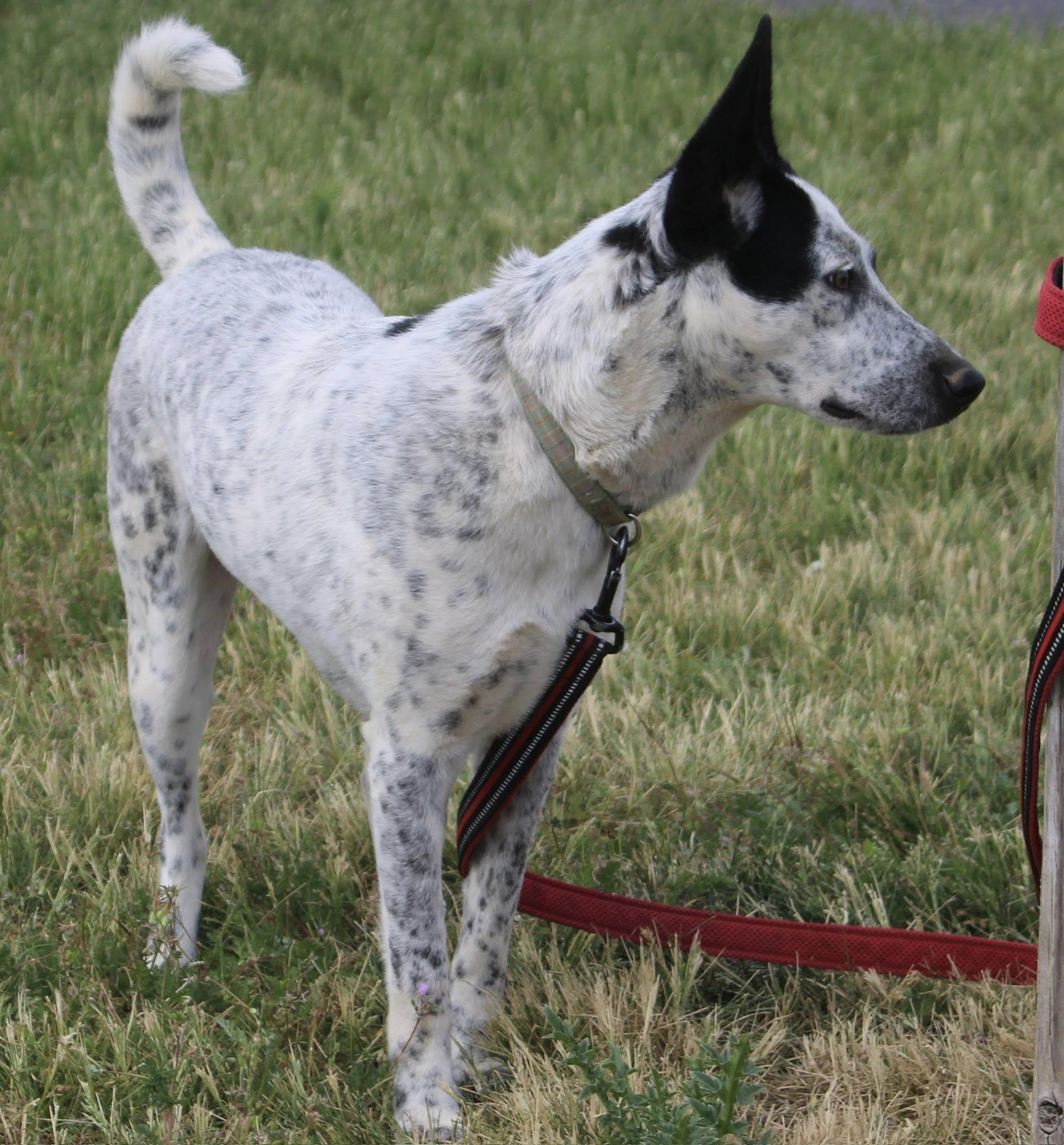 Enlarge Maple, a ADOPTABLE mixed breed in Stuarts Draft, VA image 5/6
