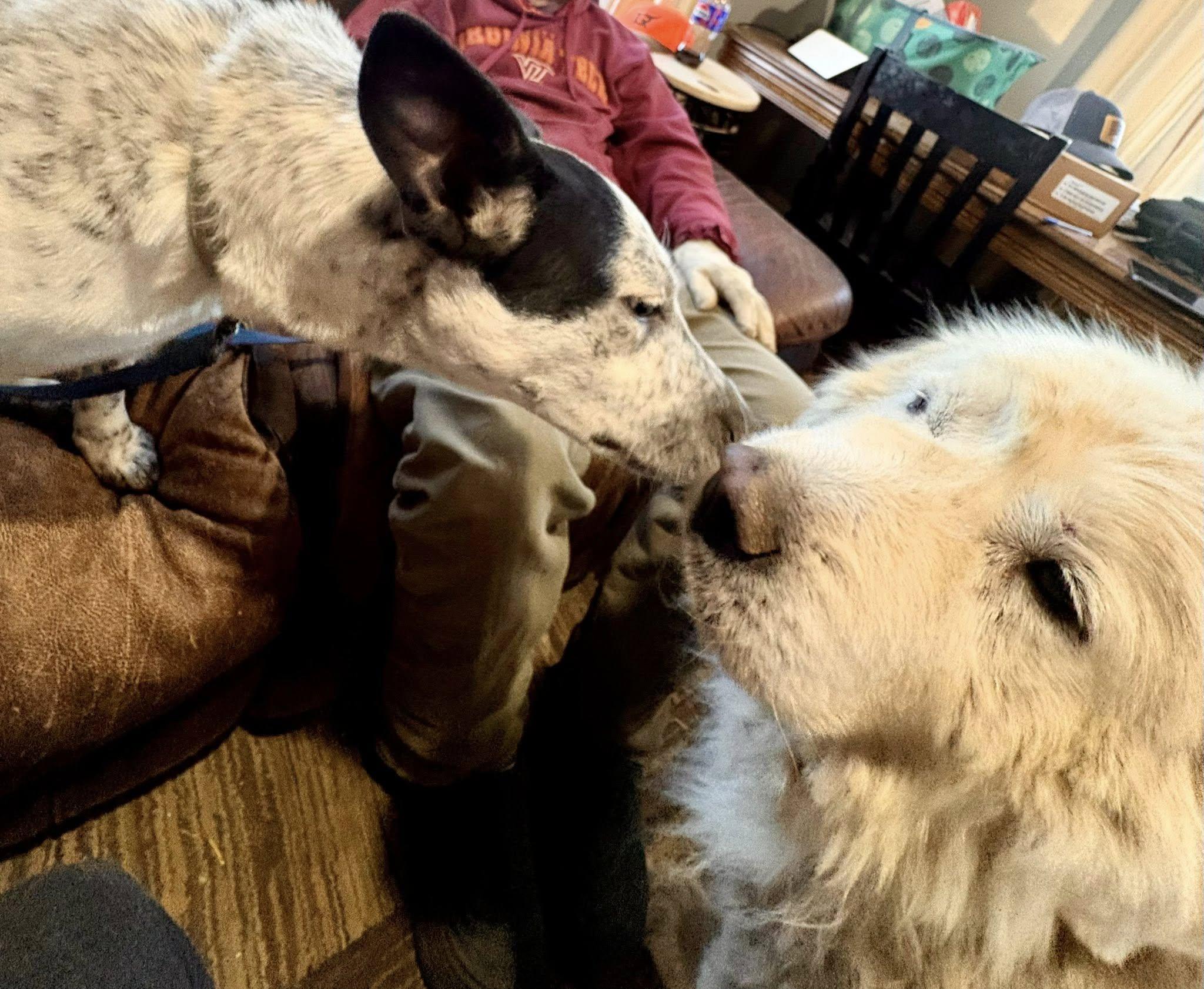 Enlarge Maple, a ADOPTABLE mixed breed in Stuarts Draft, VA image 2/6