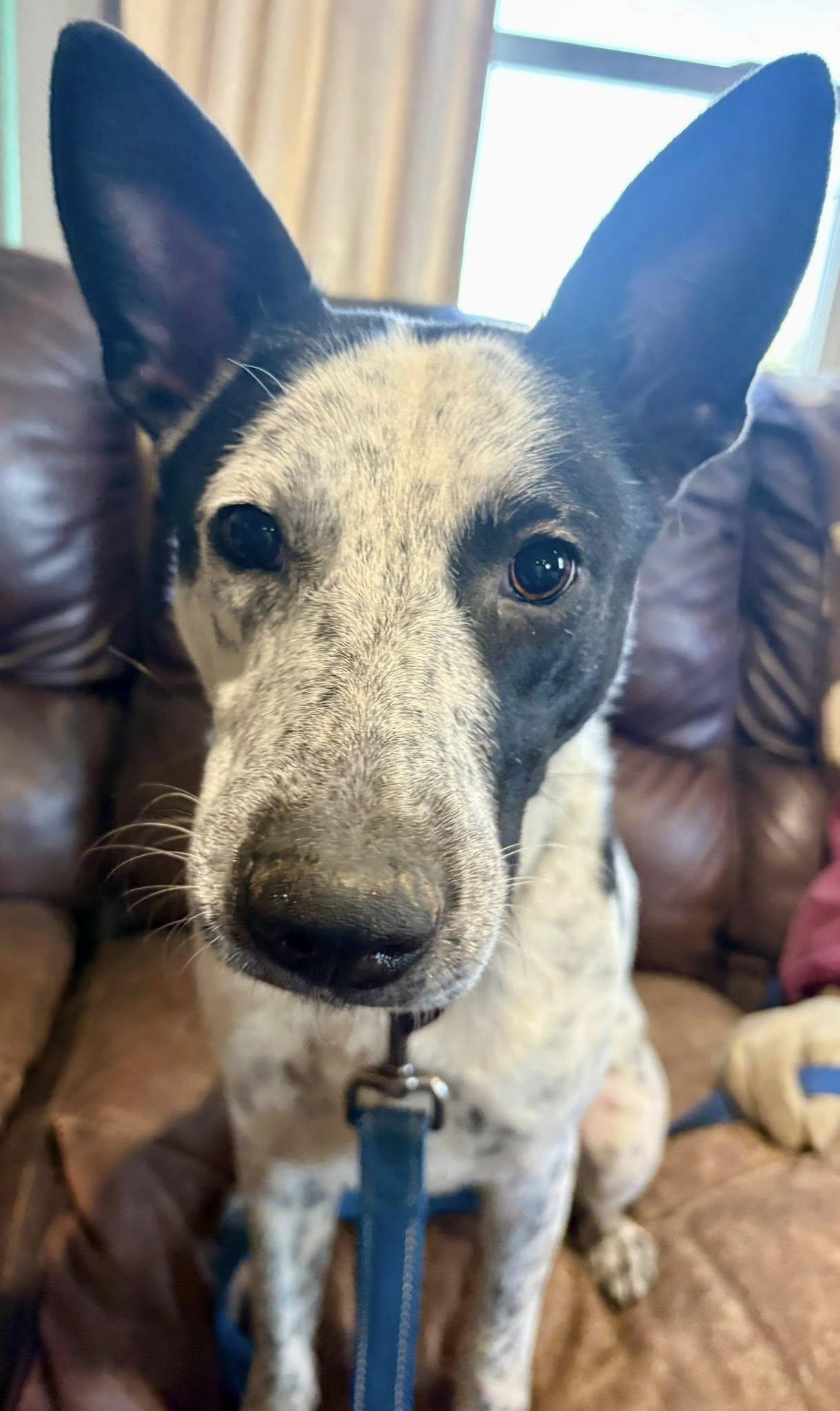 Enlarge Maple, a ADOPTABLE mixed breed in Stuarts Draft, VA image 4/6