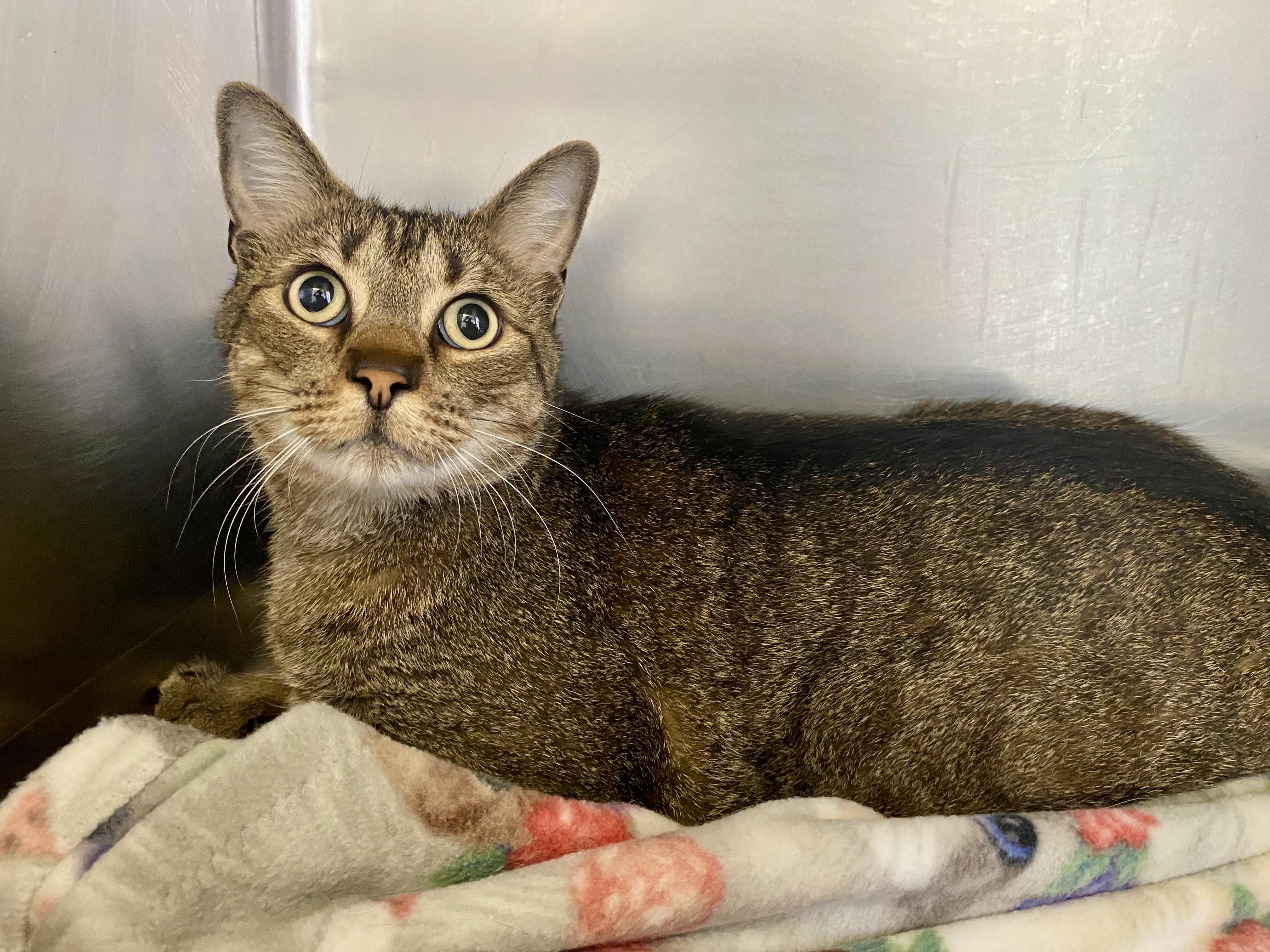 PAN, a Adoptable Domestic Short Hair in Joshua Tree, CA image 1/2
