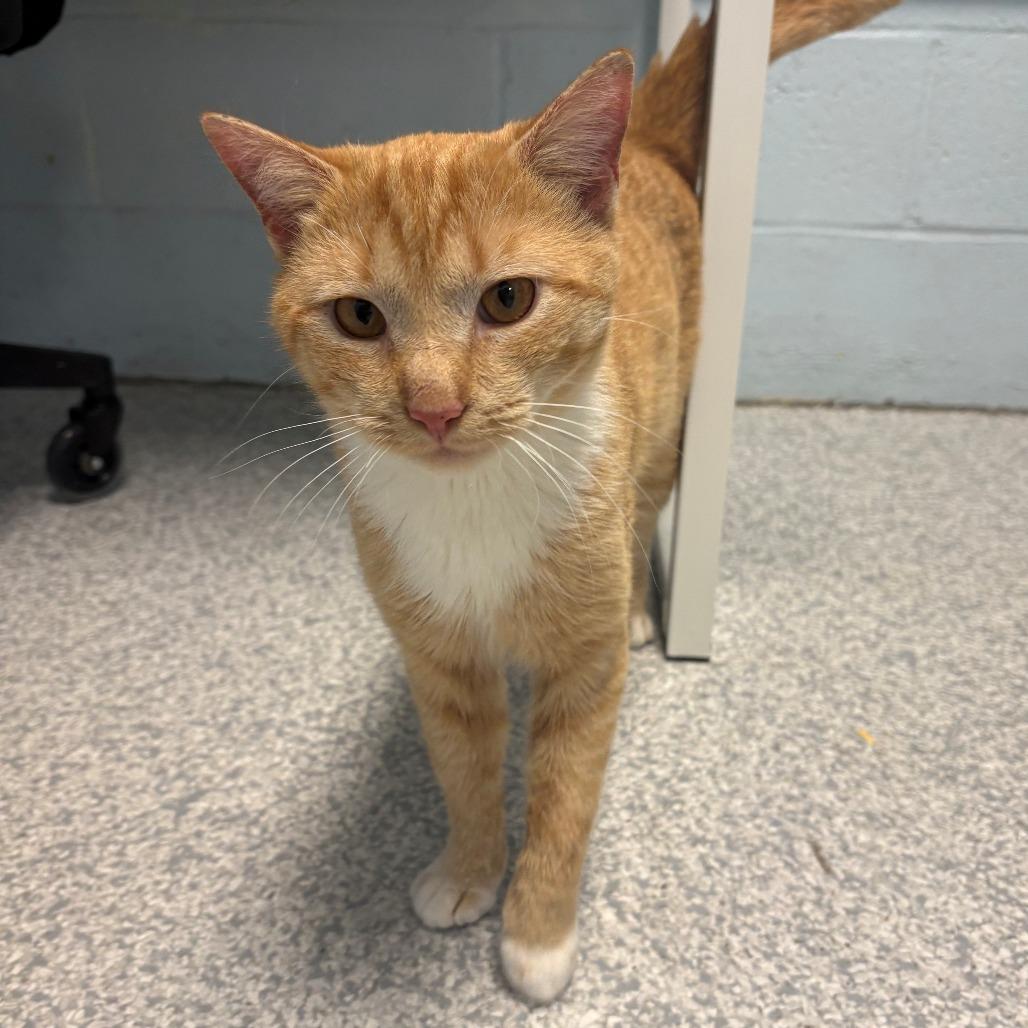 Lucky Luciano, Adoptable, Young Male Domestic Short Hair.