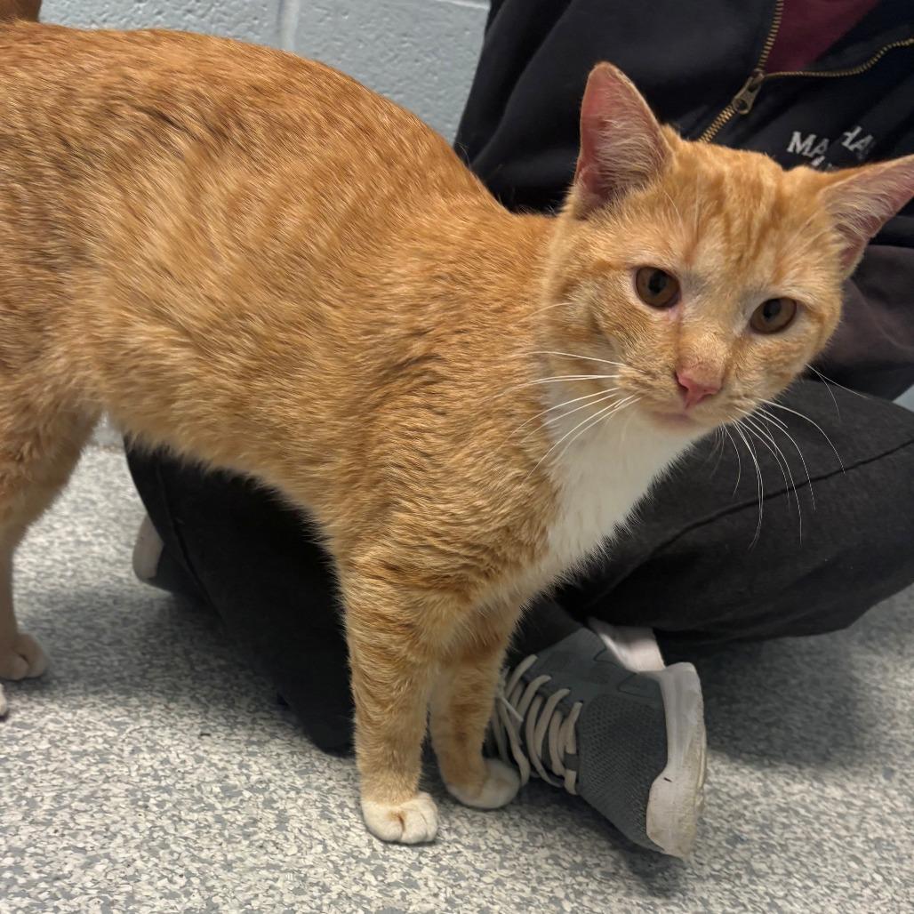 Lucky Luciano, a Adoptable Domestic Short Hair in East Hanover, NJ image 2/2