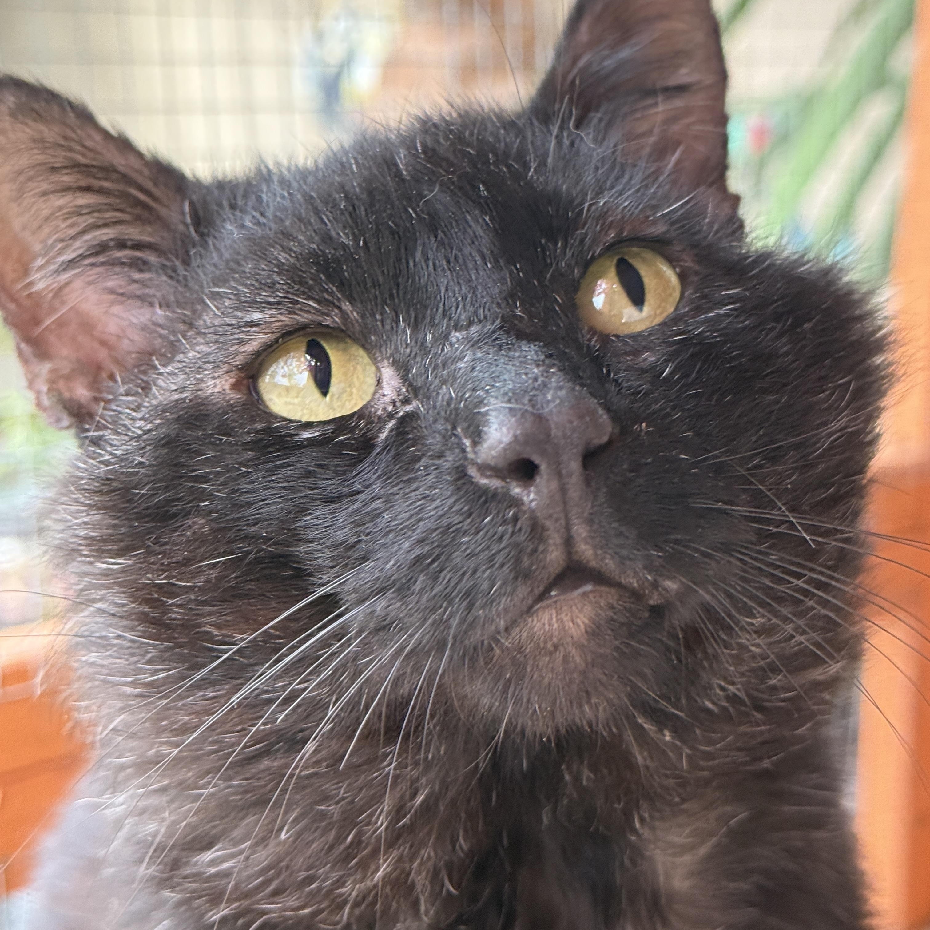 Liam, ADOPTABLE, Senior Male Domestic Short Hair.