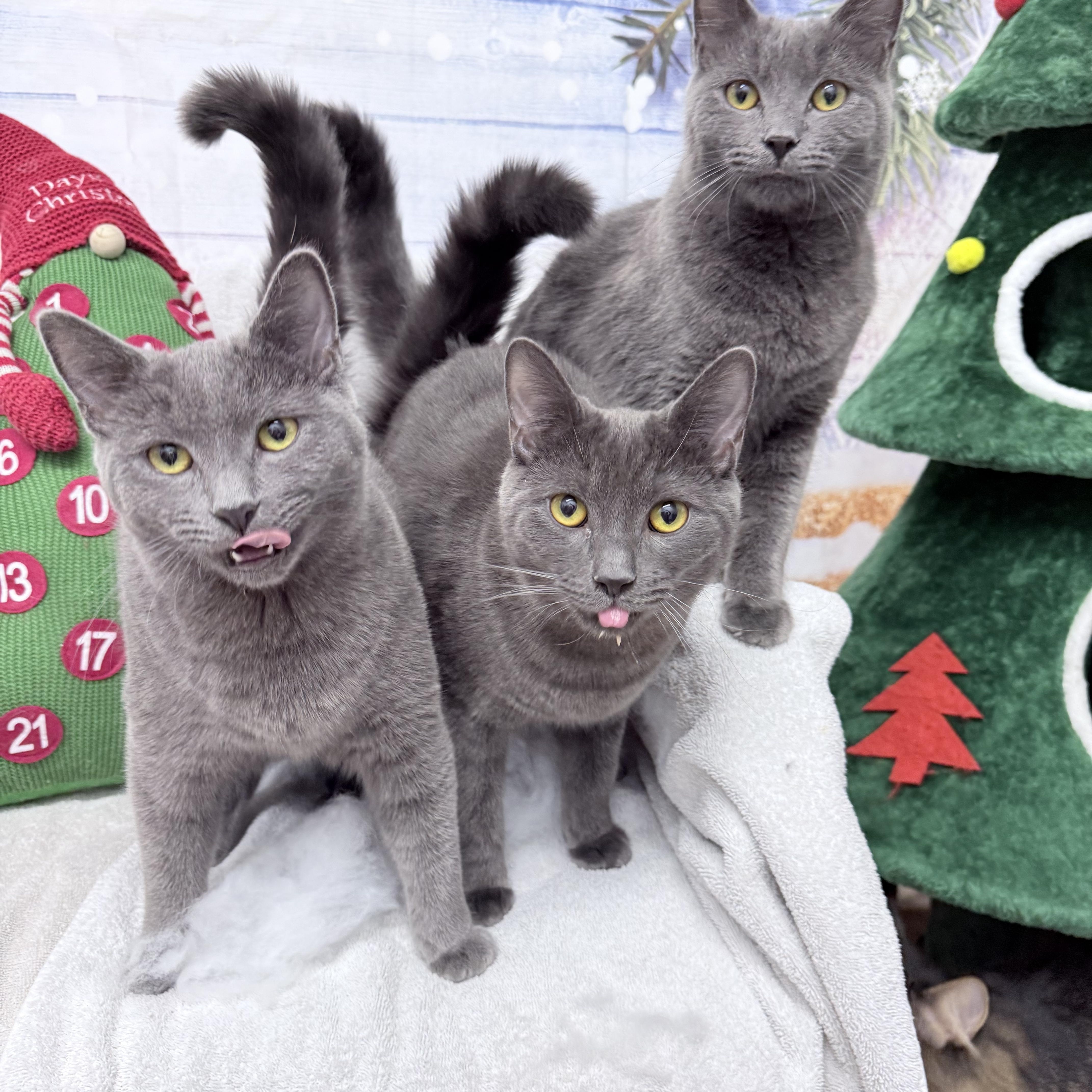 Chonathan  Chulianna  thumbnail 2