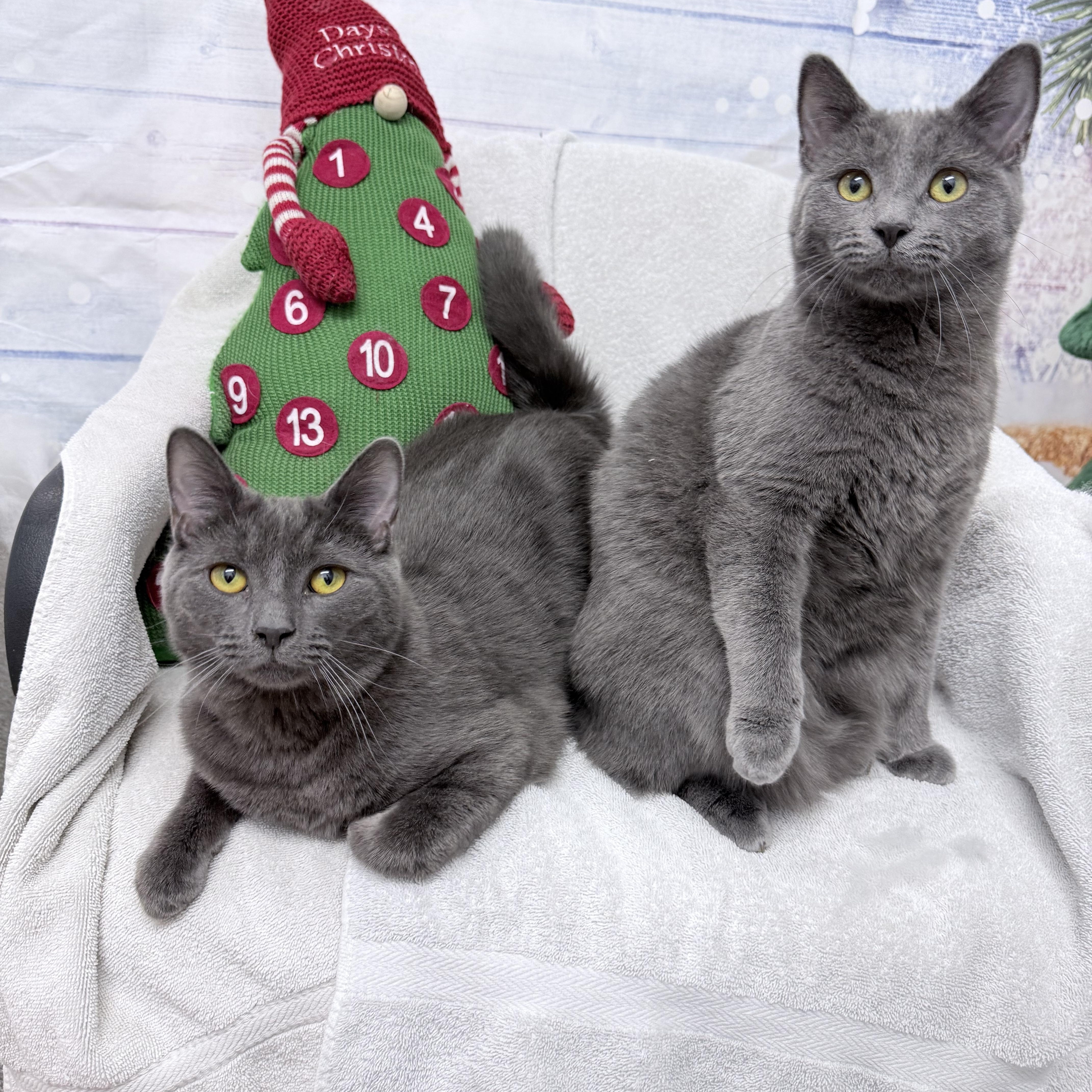 Chonathan  Chulianna  thumbnail 4