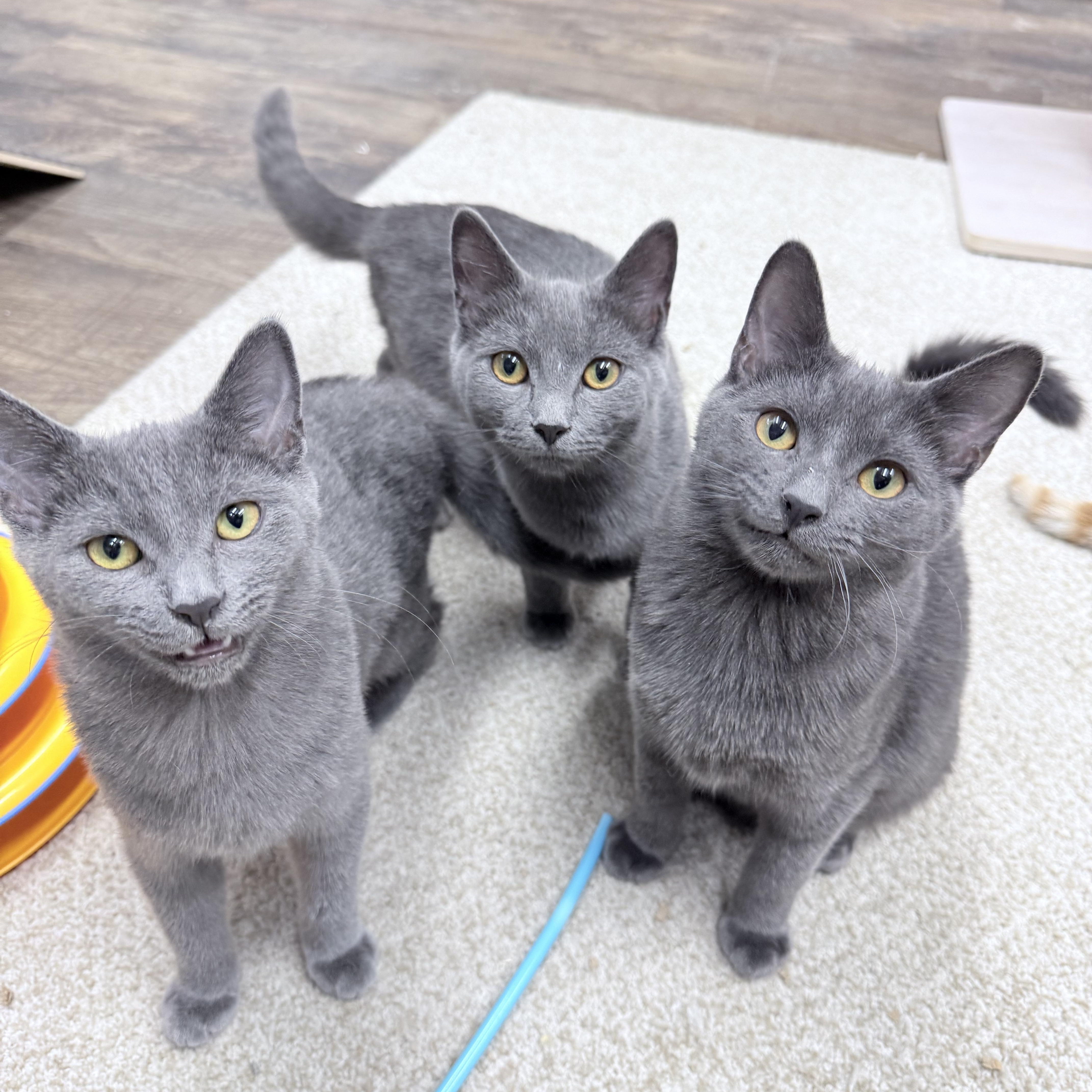 Chonathan  Chulianna  thumbnail 5