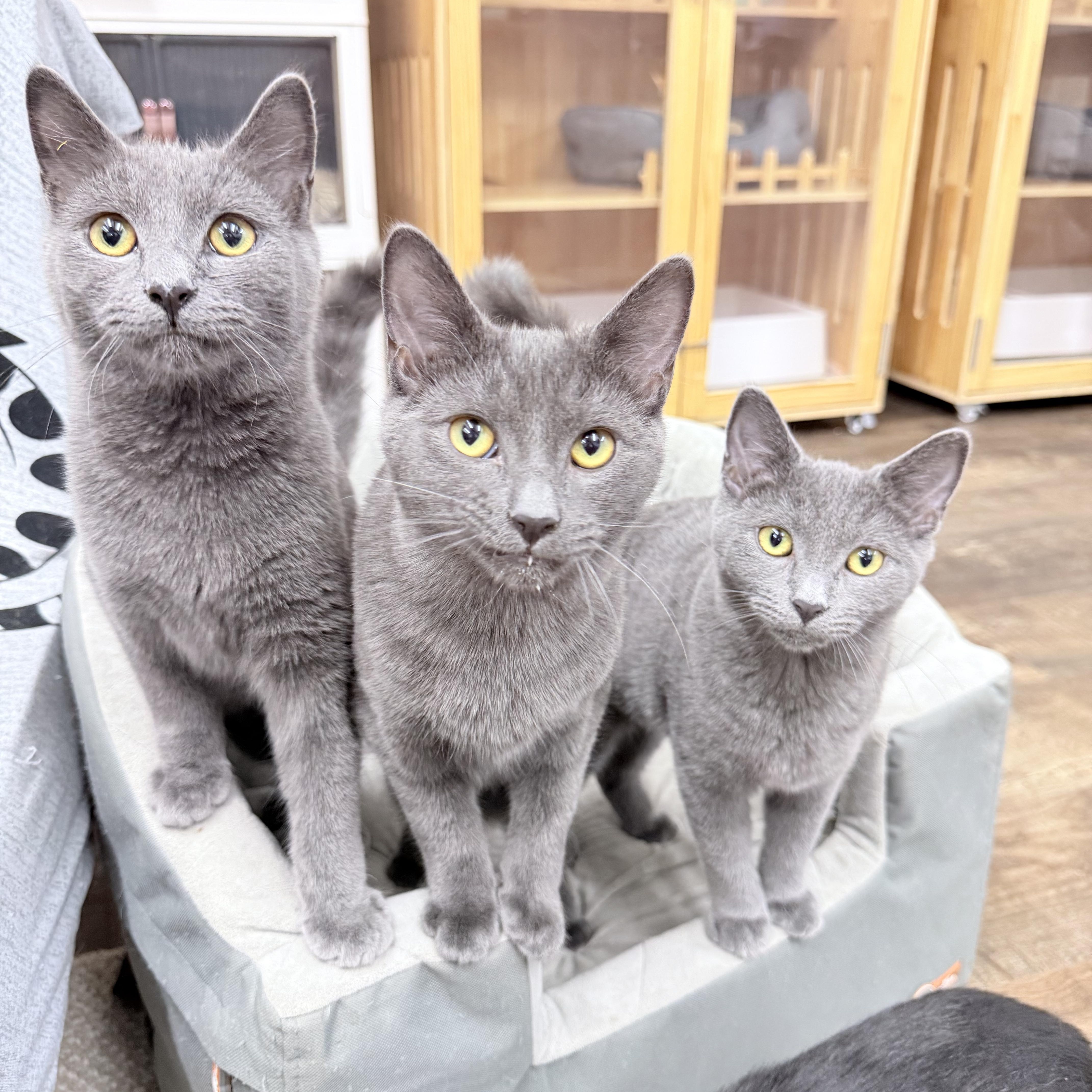 Chonathan  Chulianna  thumbnail 6