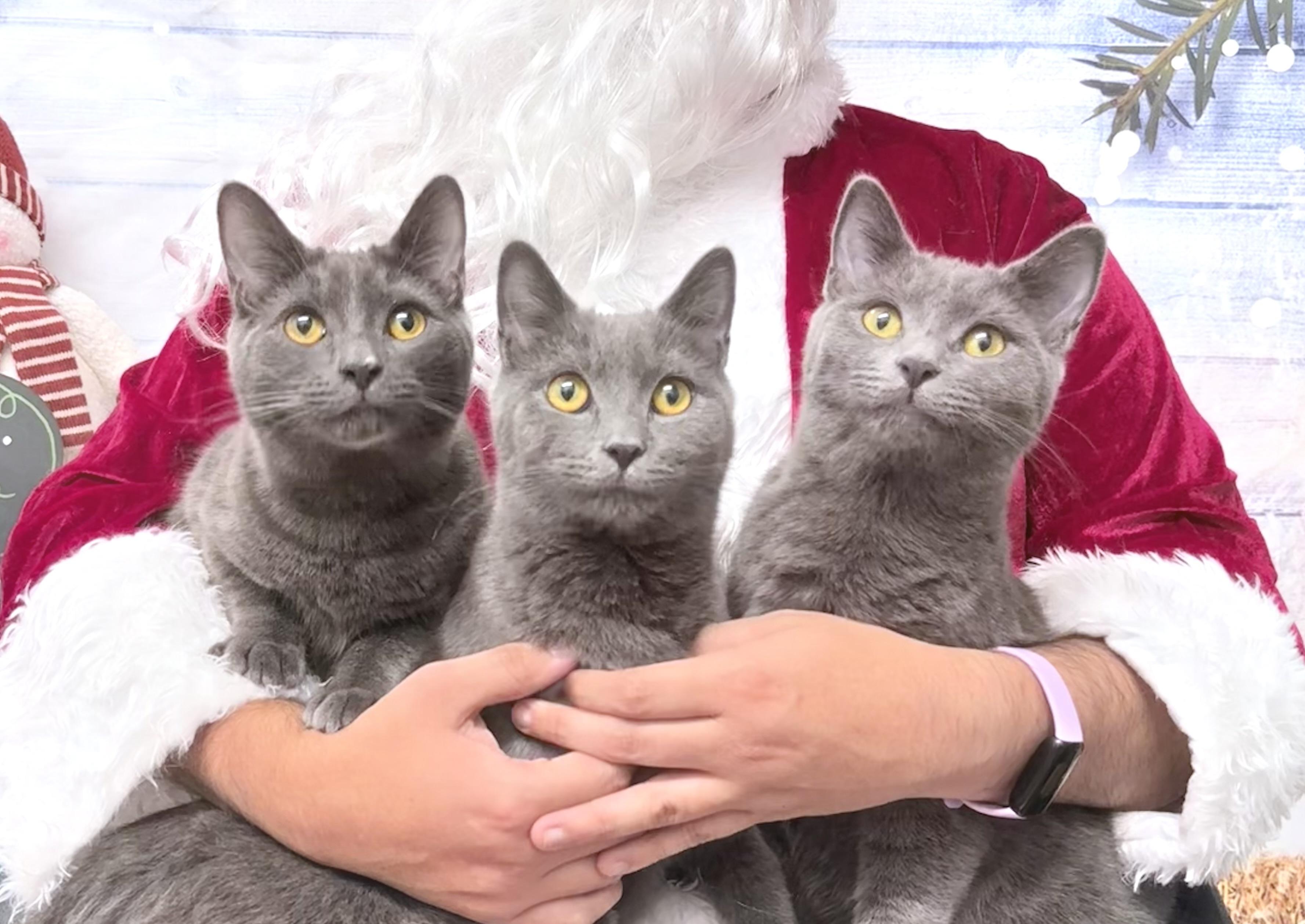 Chonathan  Chulianna  thumbnail 7