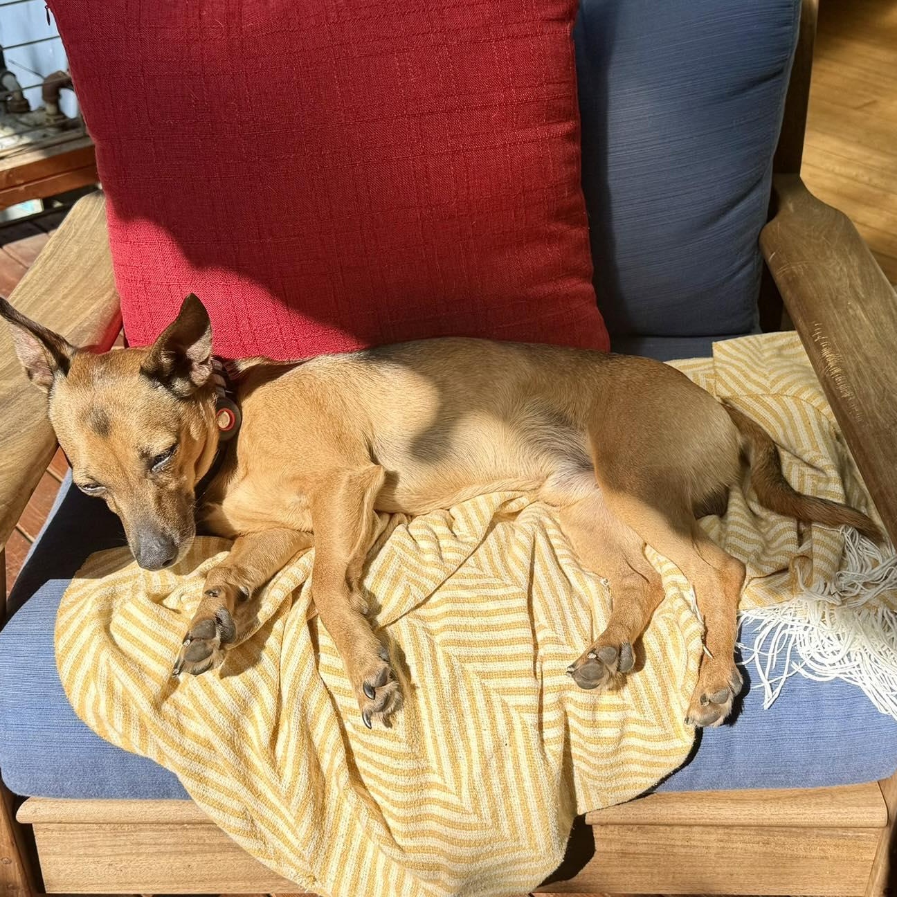 Enlarge Prince, a Adoptable Manchester Terrier in Covington, WA image 3/6