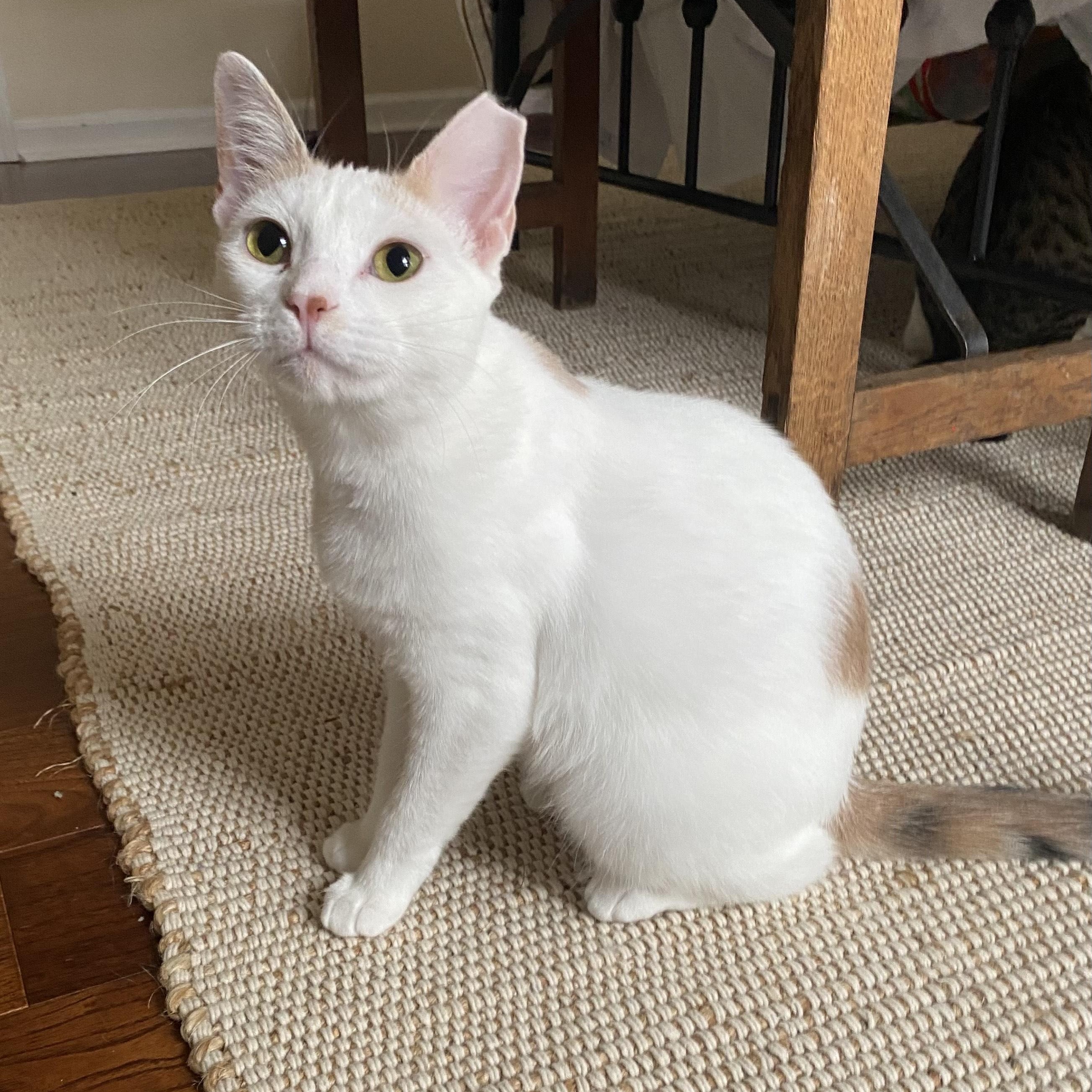 Phoebe