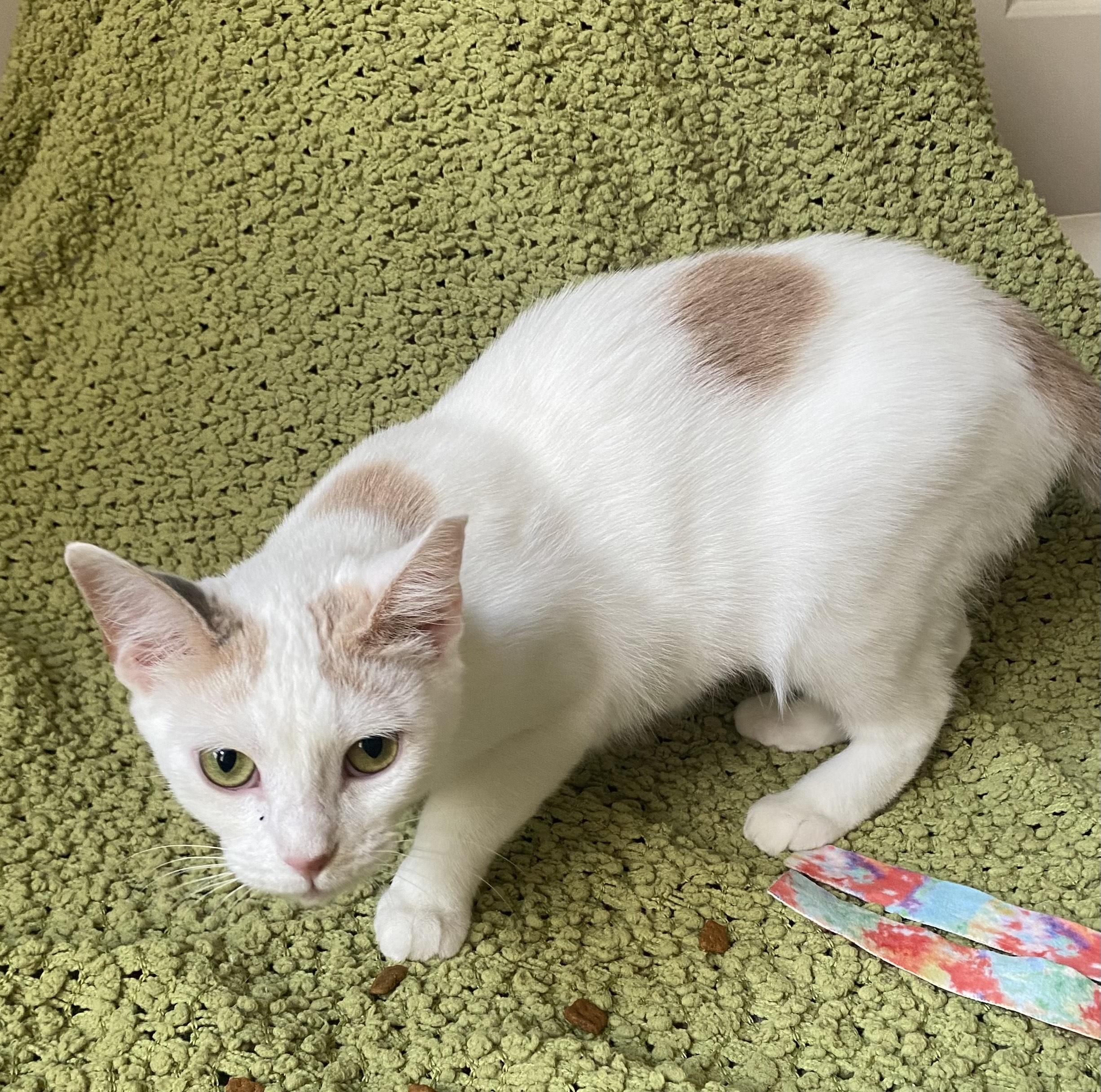 Phoebe, a Adoptable Domestic Short Hair in Hixson, TN image 2/3