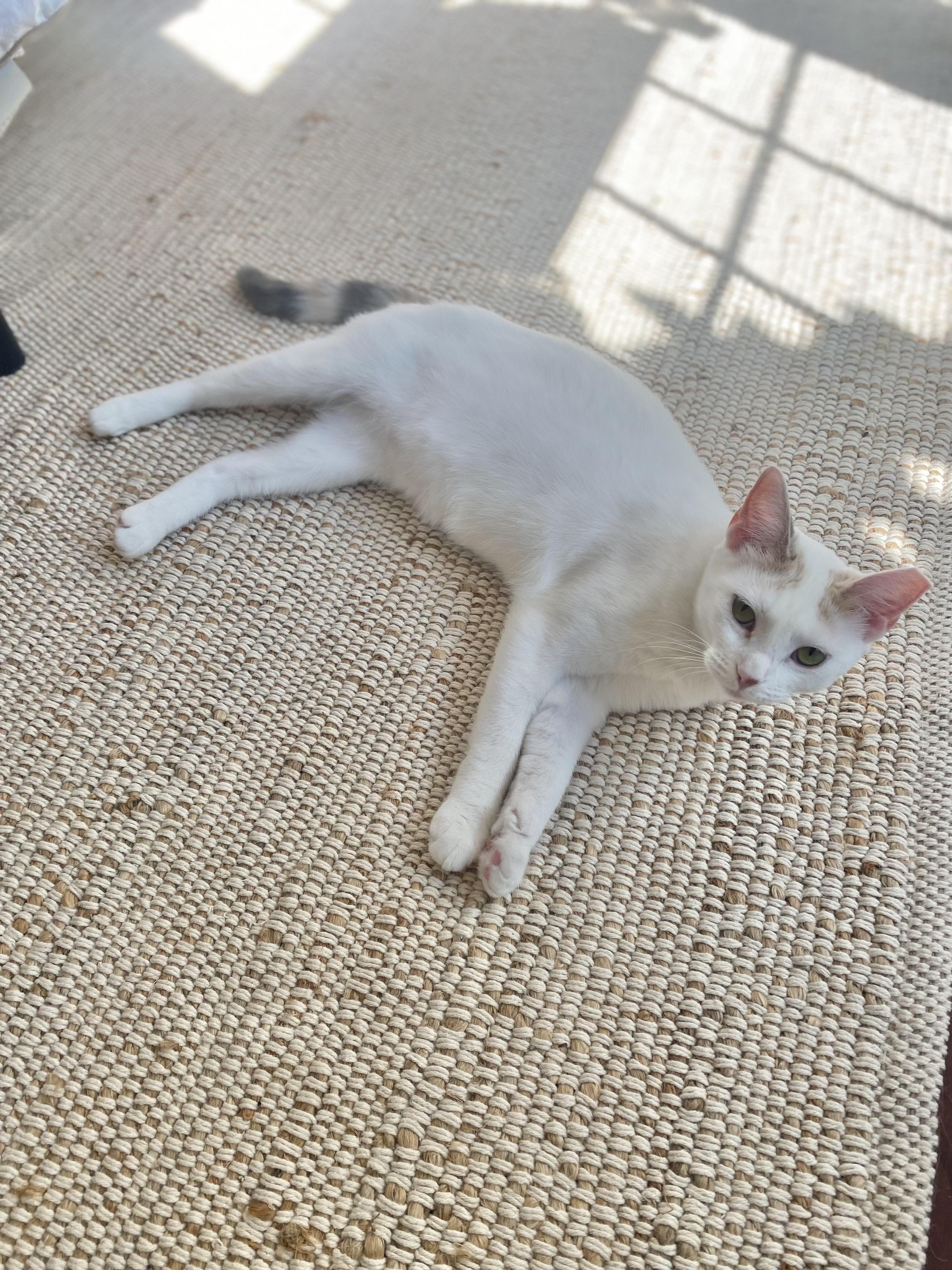 Phoebe, a Adoptable Domestic Short Hair in Hixson, TN image 3/3