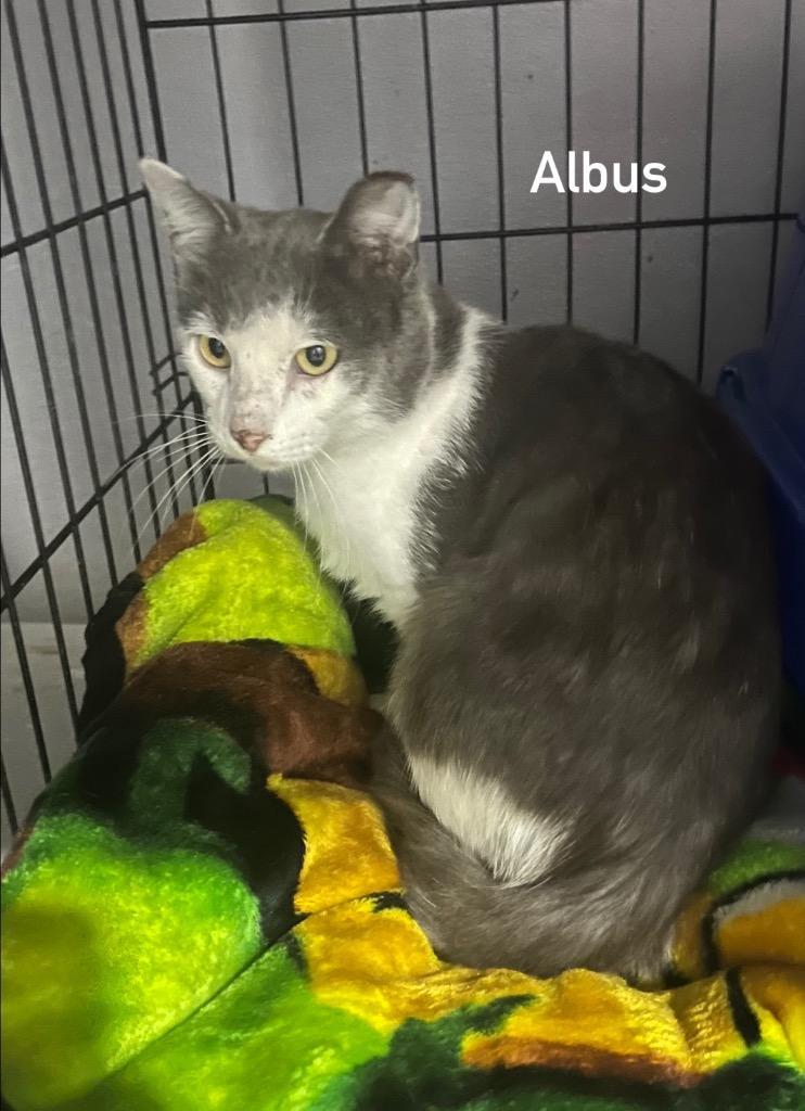 Albus, Adoptable, Adult Male Domestic Short Hair.