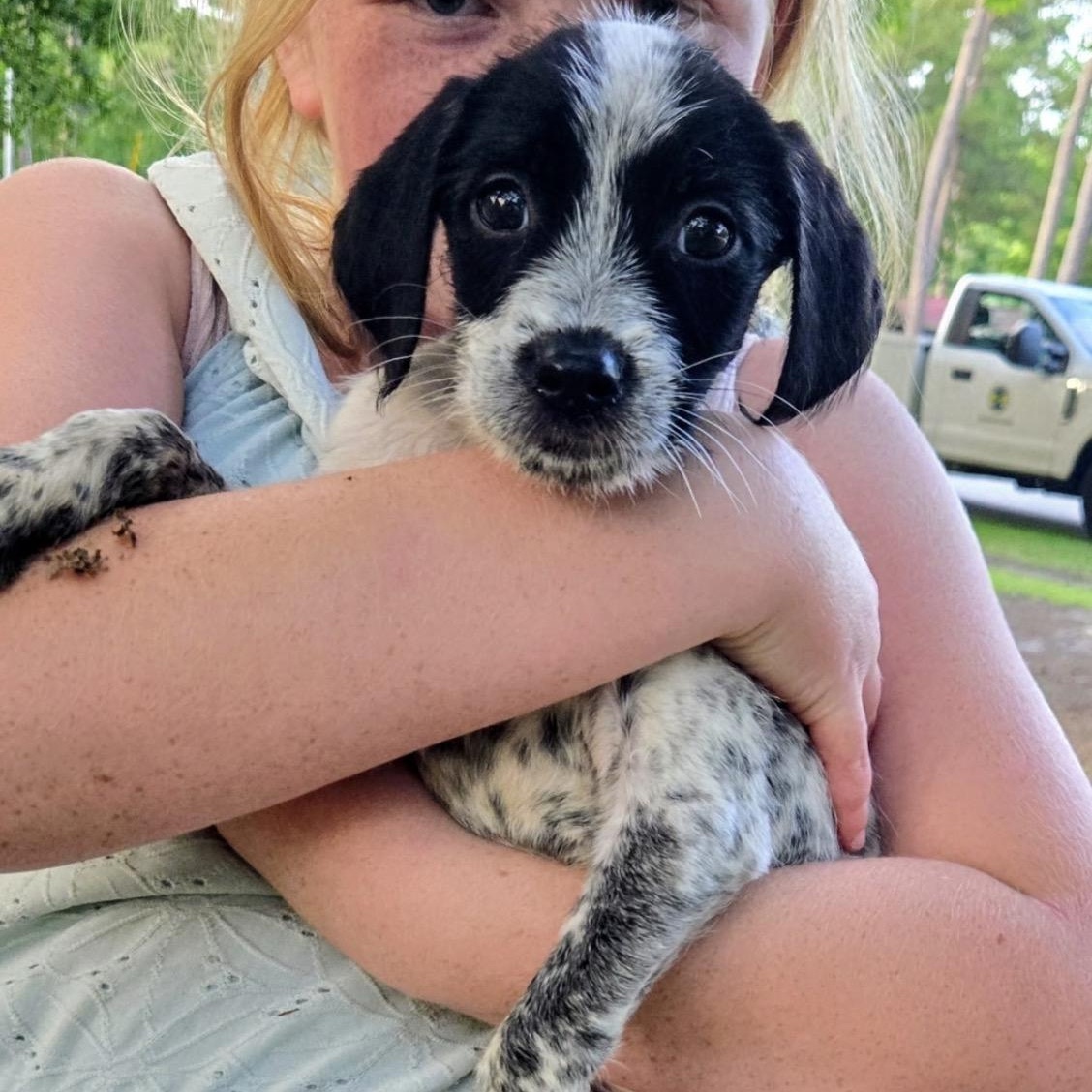 Enlarge Oakley, a ADOPTABLE mixed breed in Calabash, NC image 2/4