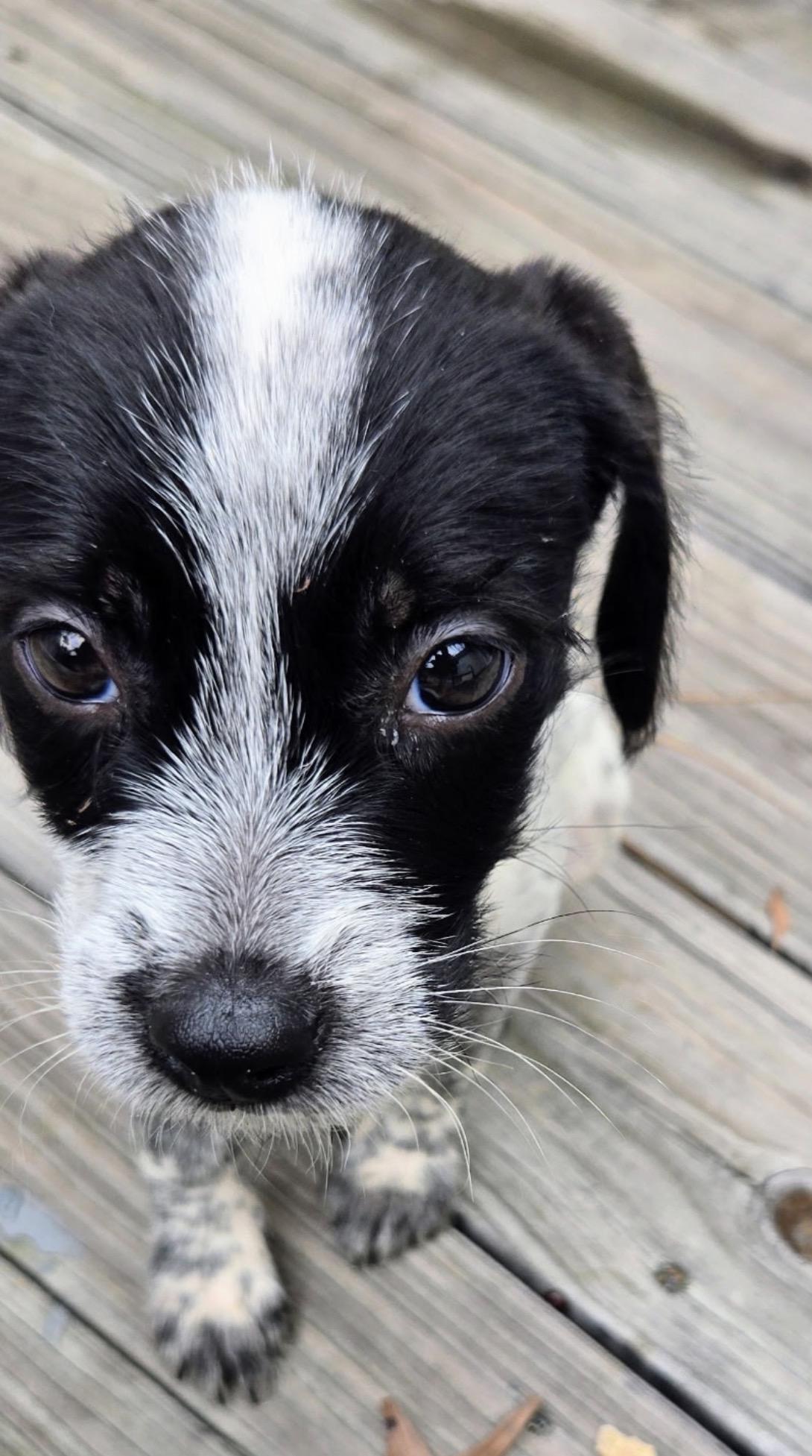 Enlarge Oakley, a ADOPTABLE mixed breed in Calabash, NC image 3/4