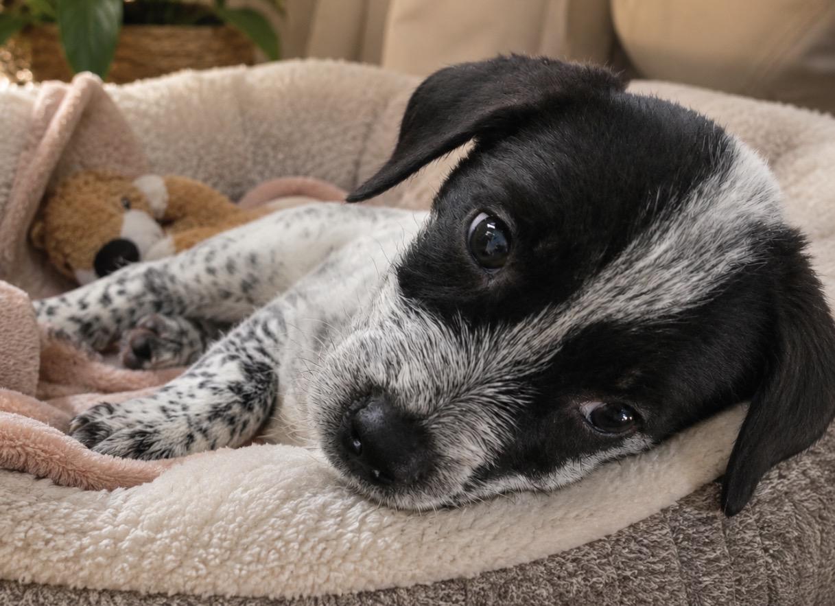 Enlarge Oakley, a ADOPTABLE mixed breed in Calabash, NC image 1/4
