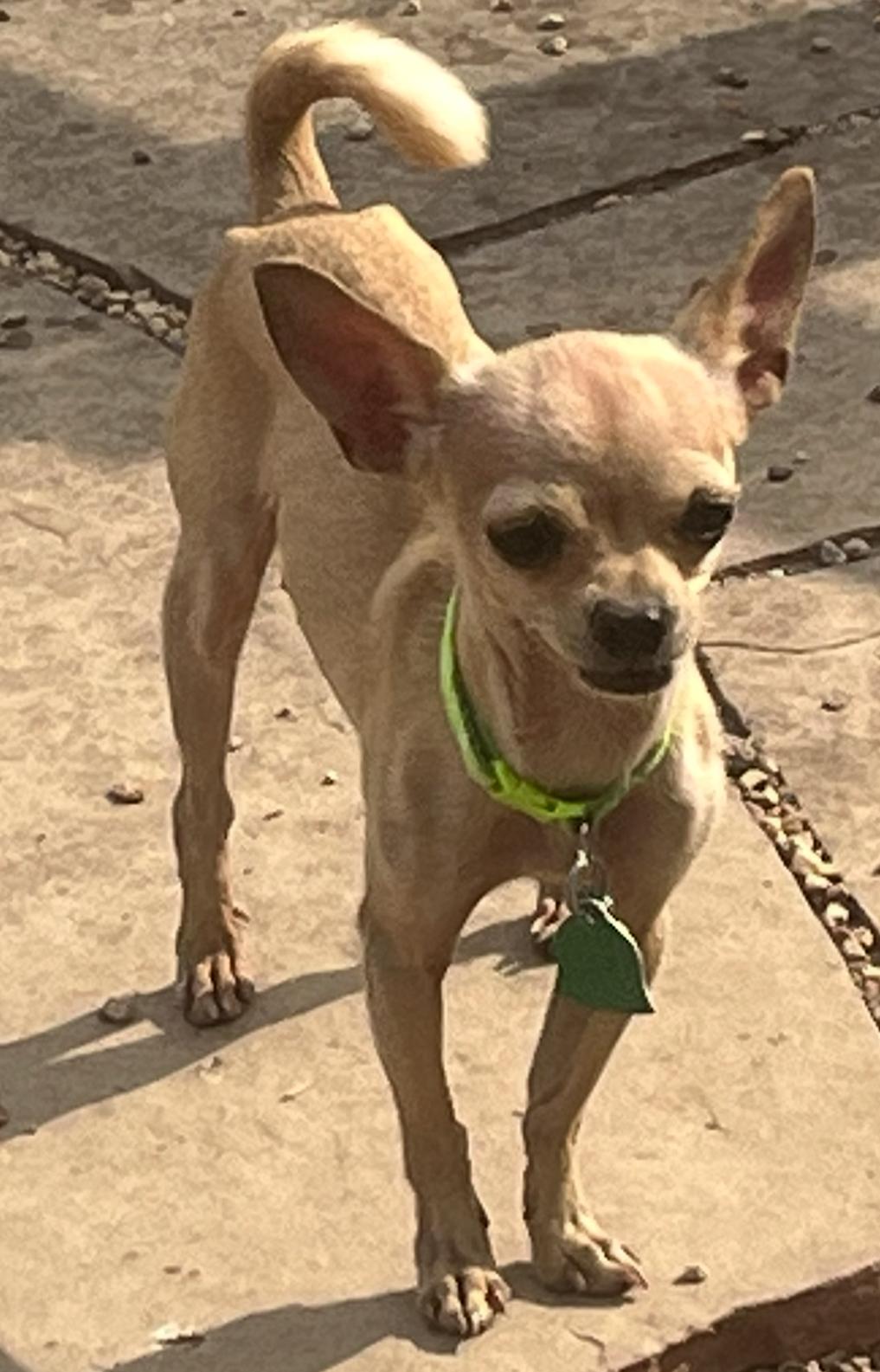 Tiny Mia, Adoptable, Young Female Chihuahua.