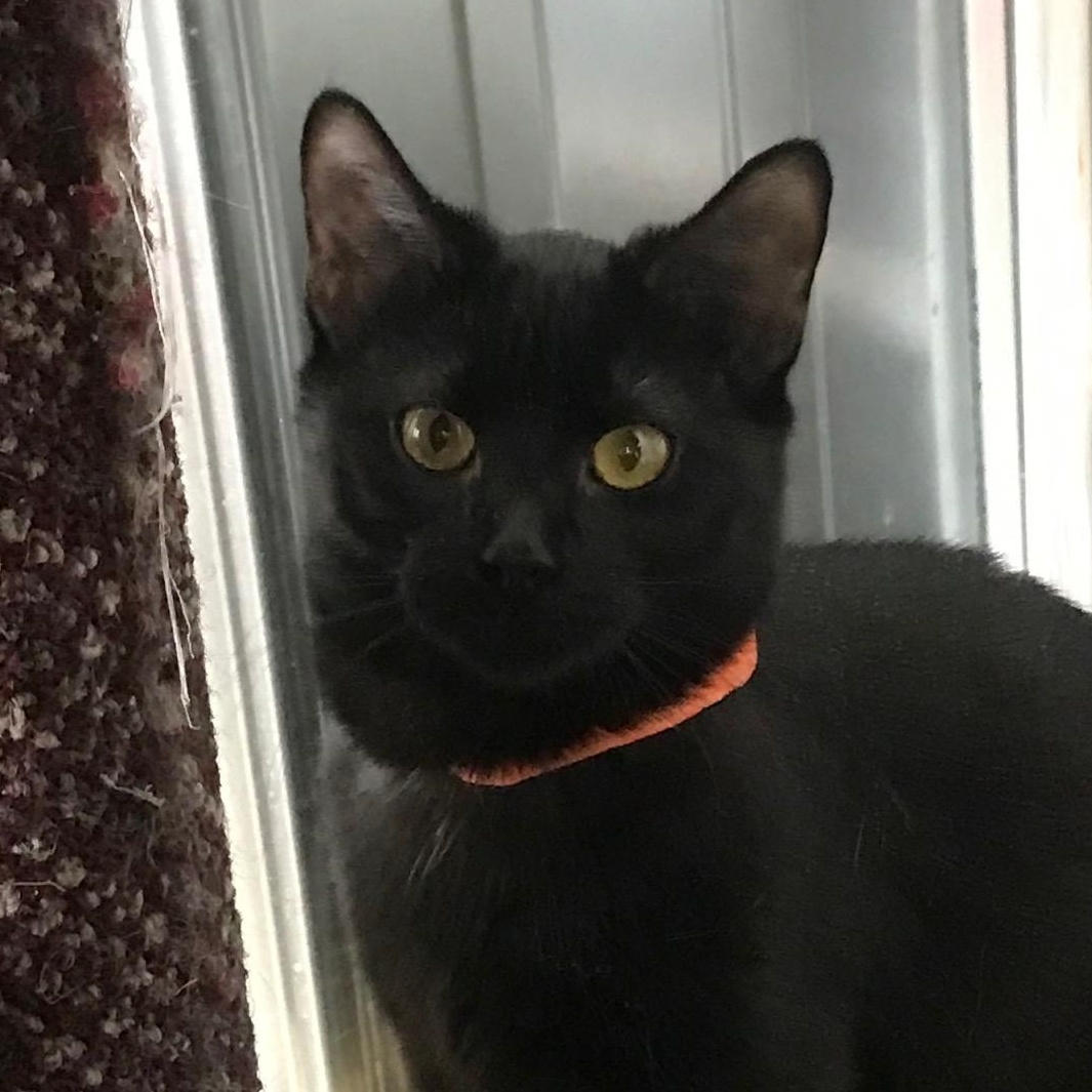 Enlarge Ezme, a Adoptable Domestic Short Hair in Arthurette, NB image 1/1