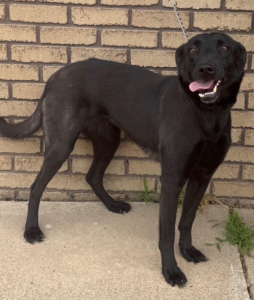 Enlarge Nixie, a ADOPTABLE mixed breed in Columbus, NE image 1/1
