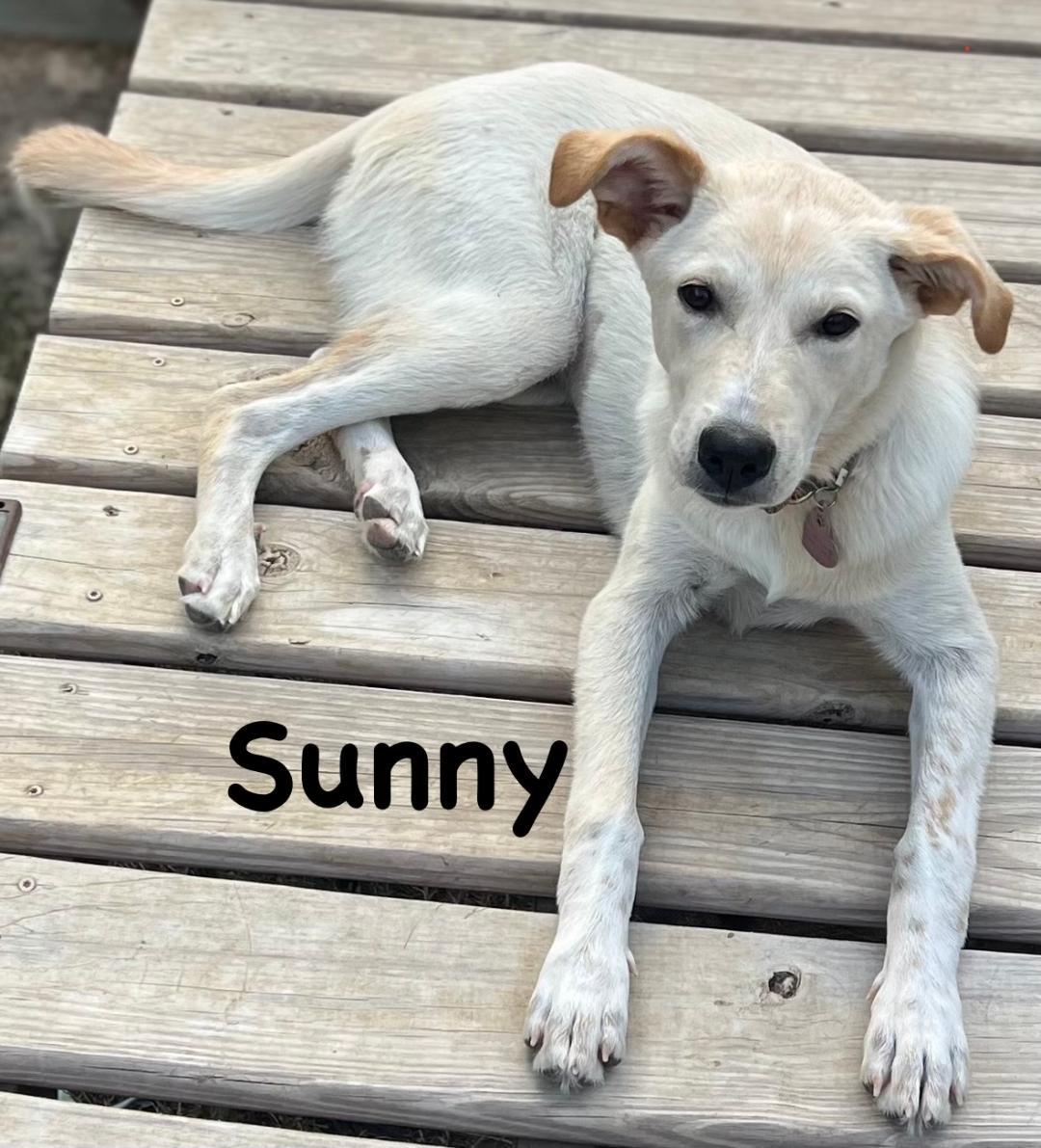 Sunny, ADOPTABLE, Adult Male Labrador Retriever.