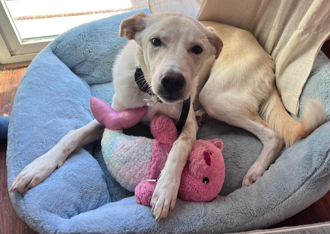 Enlarge Sunny, an adopted mixed breed in Carrollton, TX image 3/3