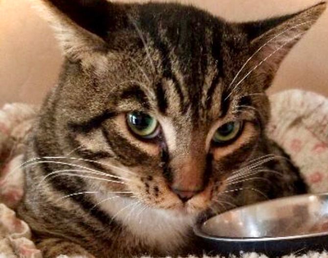 LIAM, a Adoptable Tiger in Oro Valley, AZ image 1/2