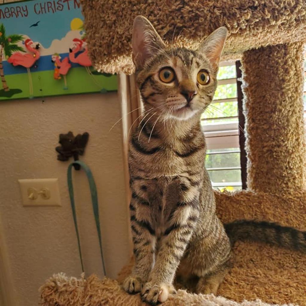 Maze, Adoptable, Adult Female Domestic Short Hair.