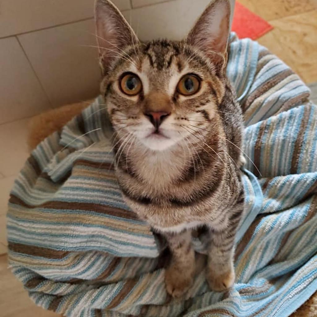 Enlarge Maze, a Adoptable Domestic Short Hair in Fort Lauderdale, FL image 2/4