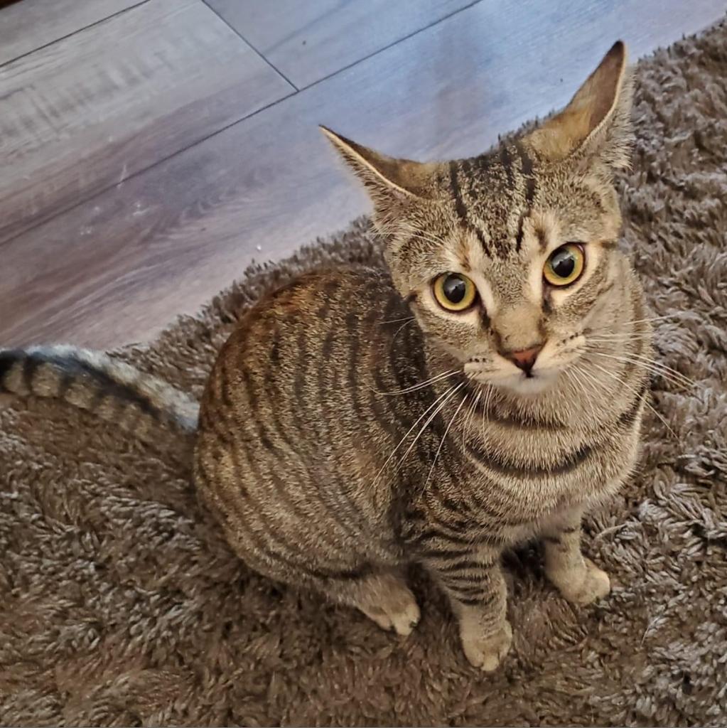 Enlarge Maze, a Adoptable Domestic Short Hair in Fort Lauderdale, FL image 3/4