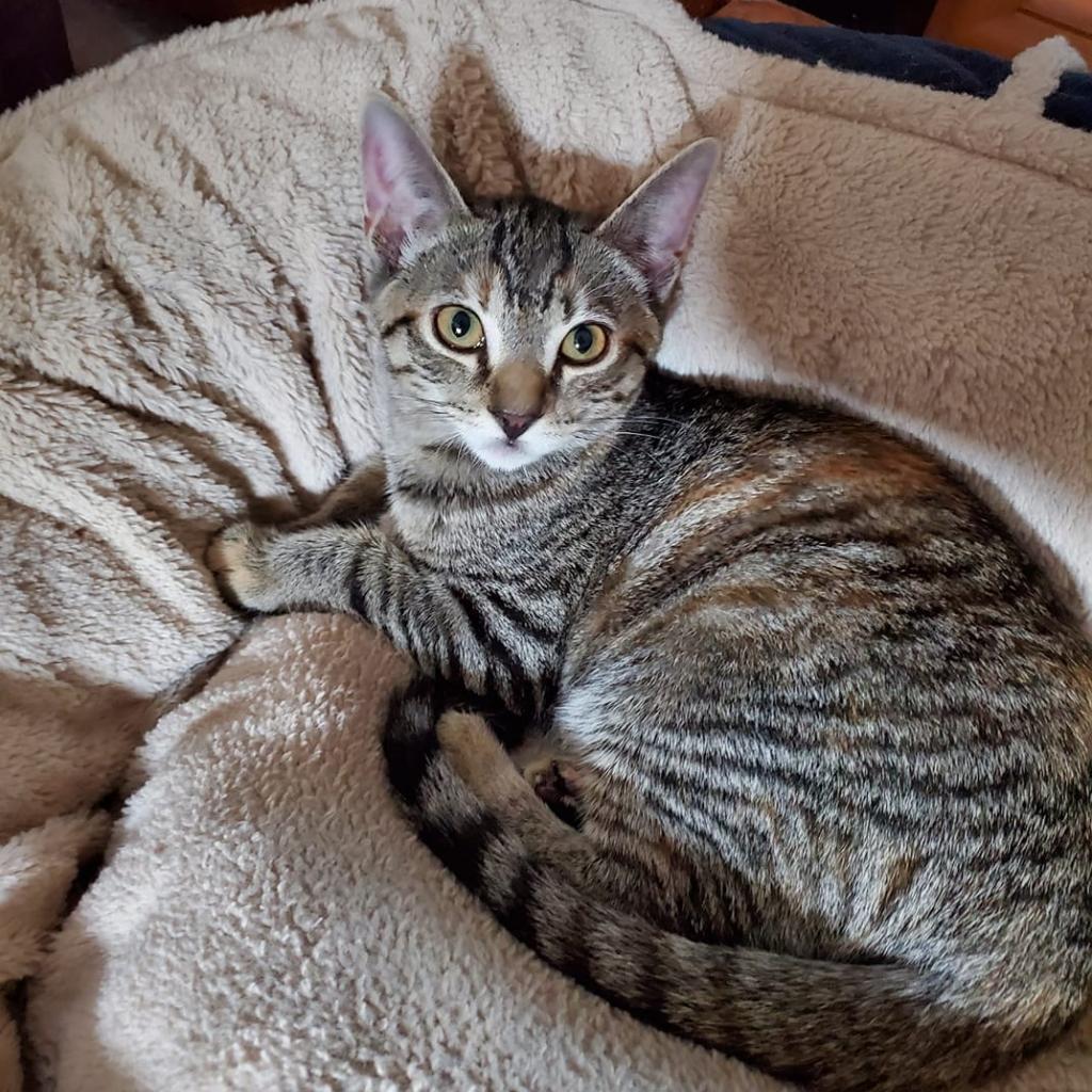 Enlarge Maze, a Adoptable Domestic Short Hair in Fort Lauderdale, FL image 4/4