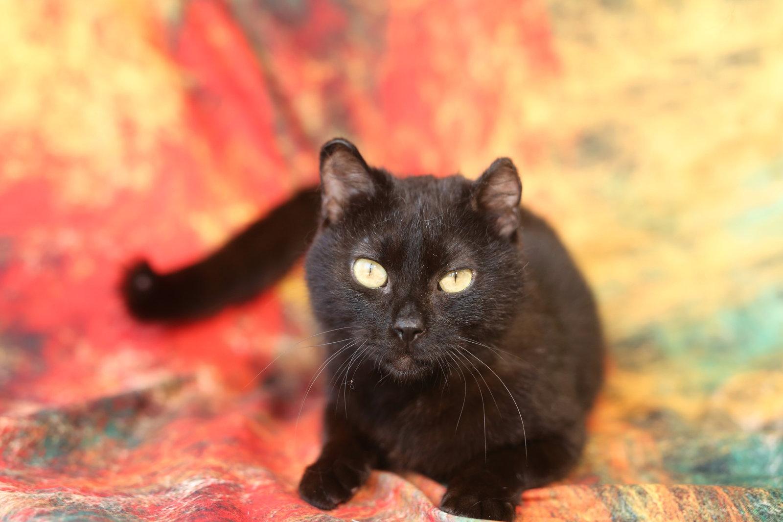 Timimi, Adoptable, Young Female Domestic Short Hair.