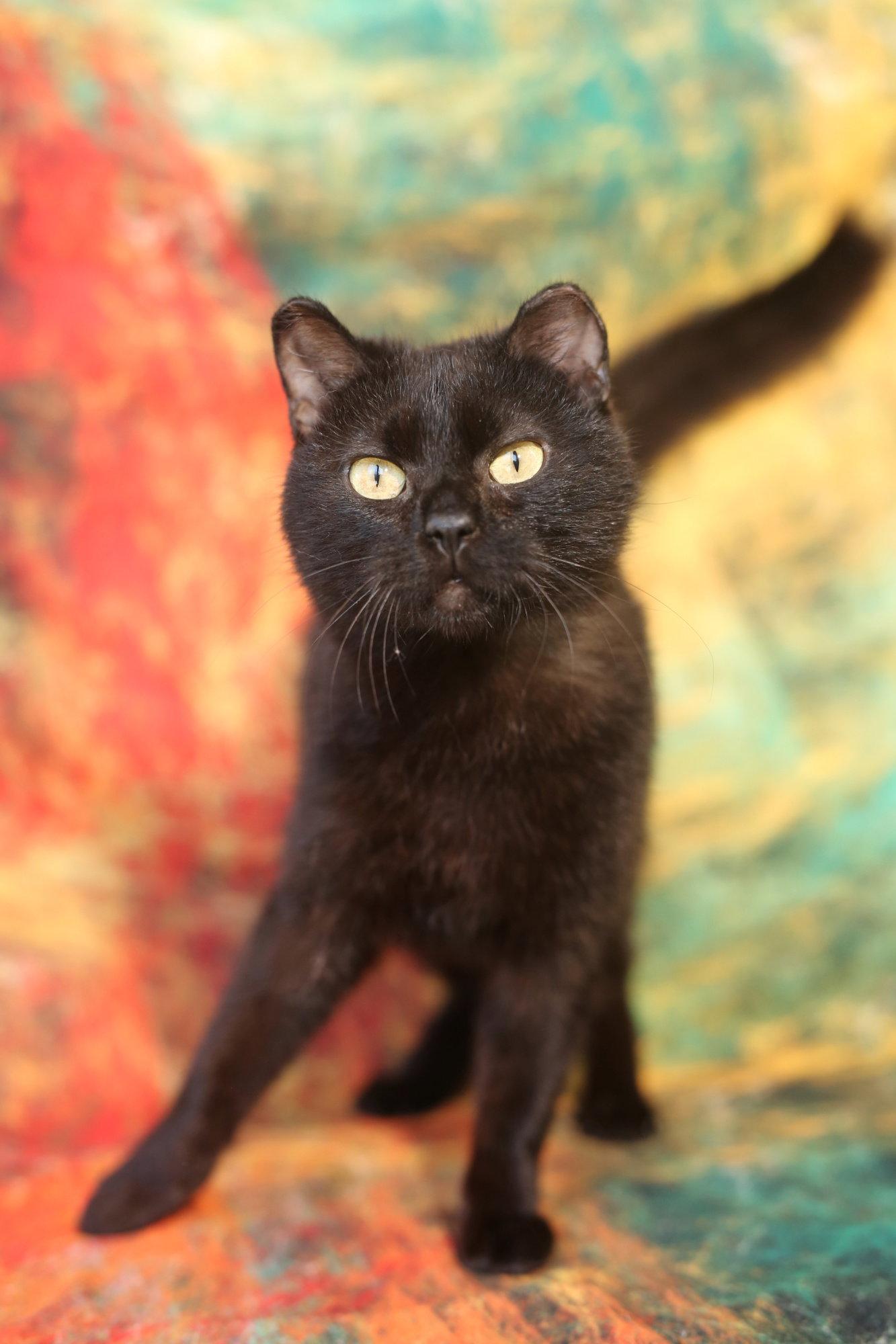 Enlarge Timimi, a Adoptable Domestic Short Hair in New Prague, MN image 2/3