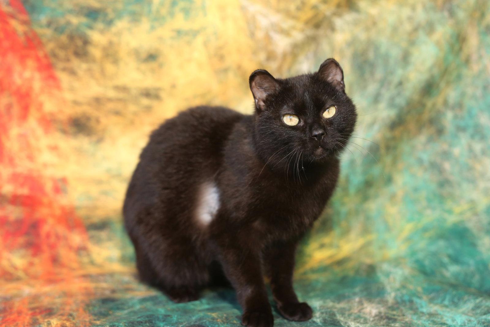 Enlarge Timimi, a Adoptable Domestic Short Hair in New Prague, MN image 3/3