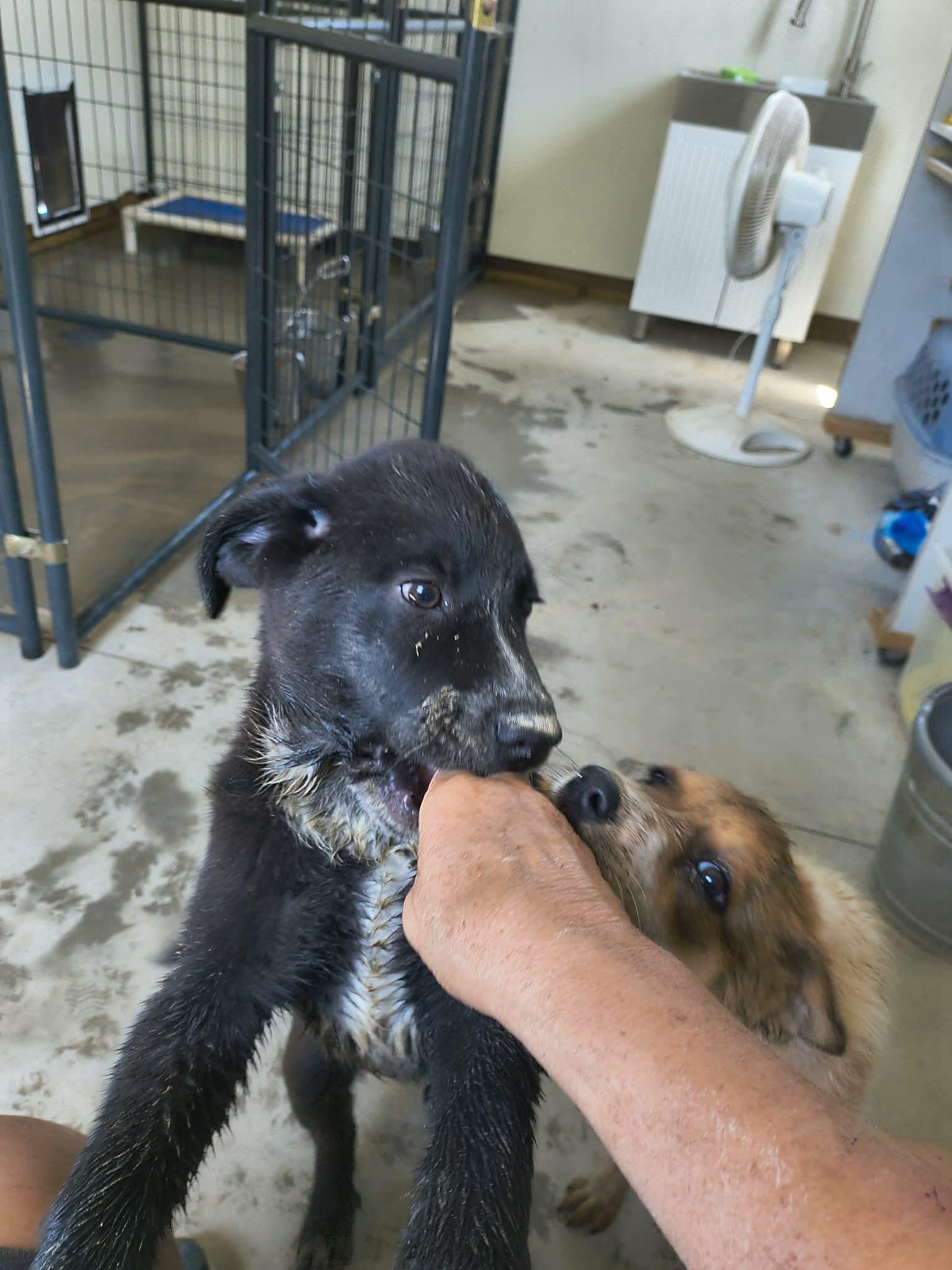 Gage, Adopted, Puppy Female Shepherd.