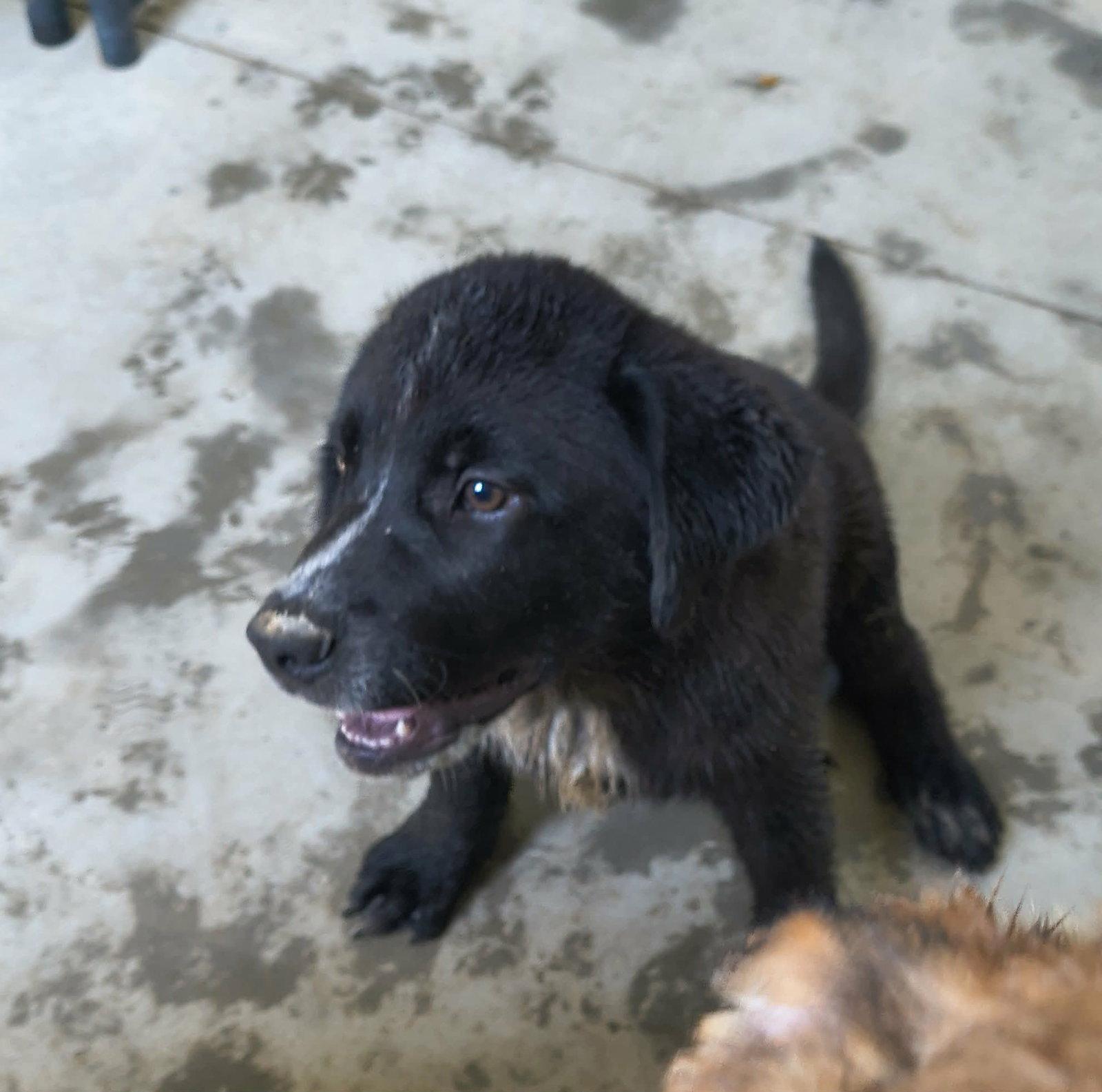 Gage, a Adopted Shepherd in Stover, MO image 2/3