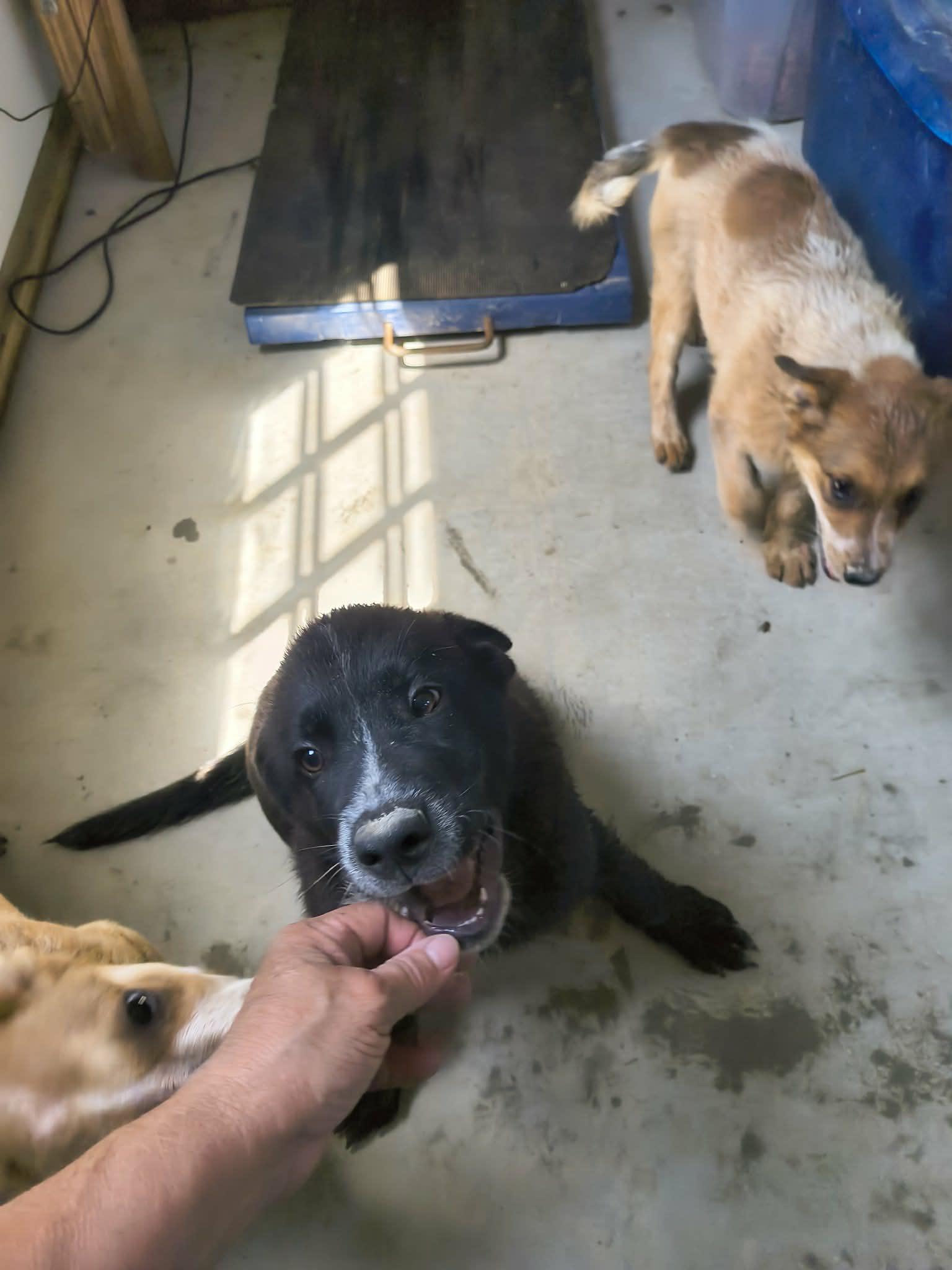 Gage, a Adopted Shepherd in Stover, MO image 3/3