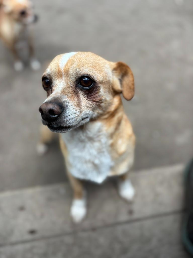 Enlarge Wilson, a Adoptable Chihuahua in Thompson Falls, MT image 1/2