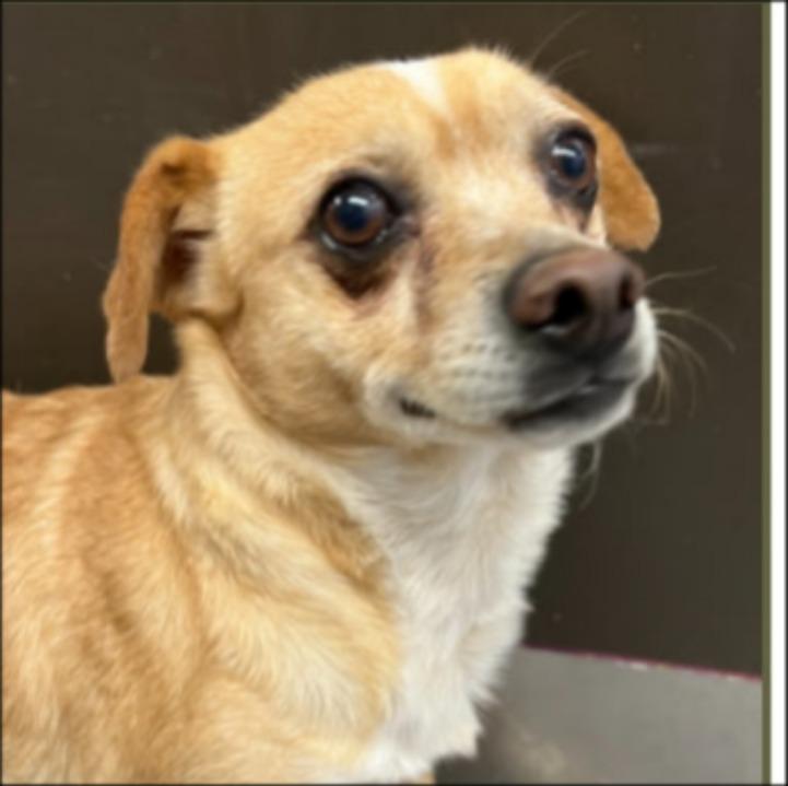 Enlarge Wilson, a Adoptable Chihuahua in Thompson Falls, MT image 2/2