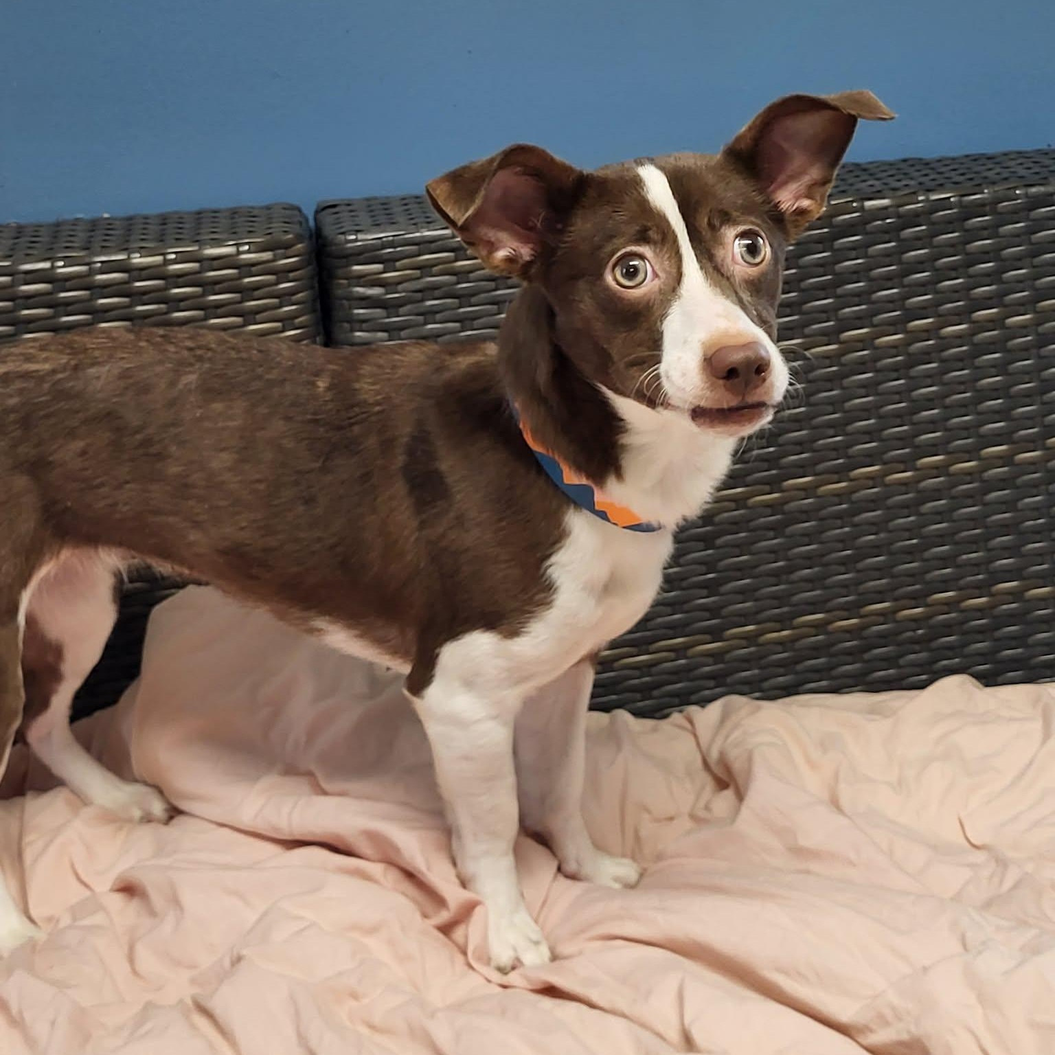 Enlarge Shandy, an adopted Mixed Breed in Sunderland, MD image 3/5