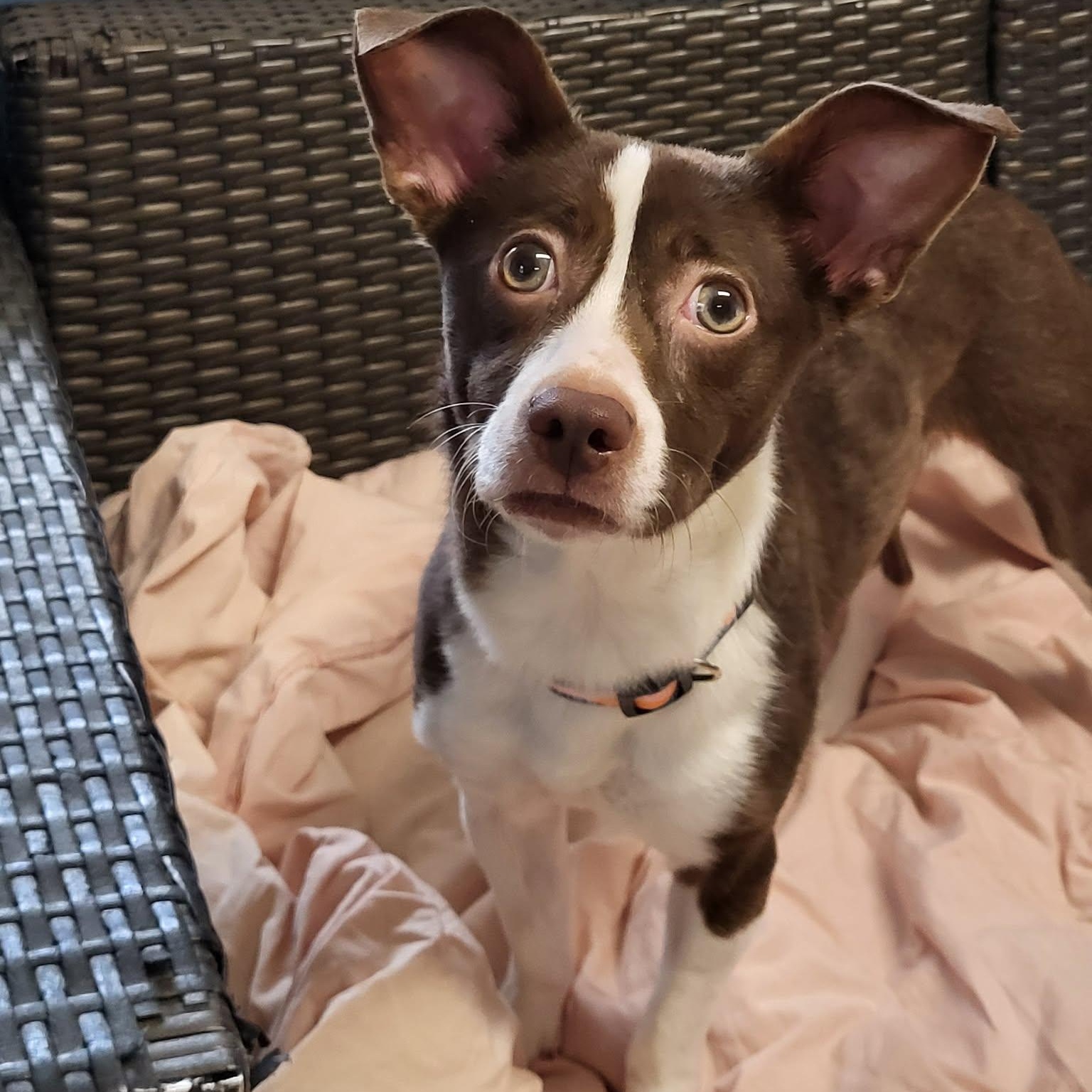 Enlarge Shandy, an adopted Mixed Breed in Sunderland, MD image 5/5