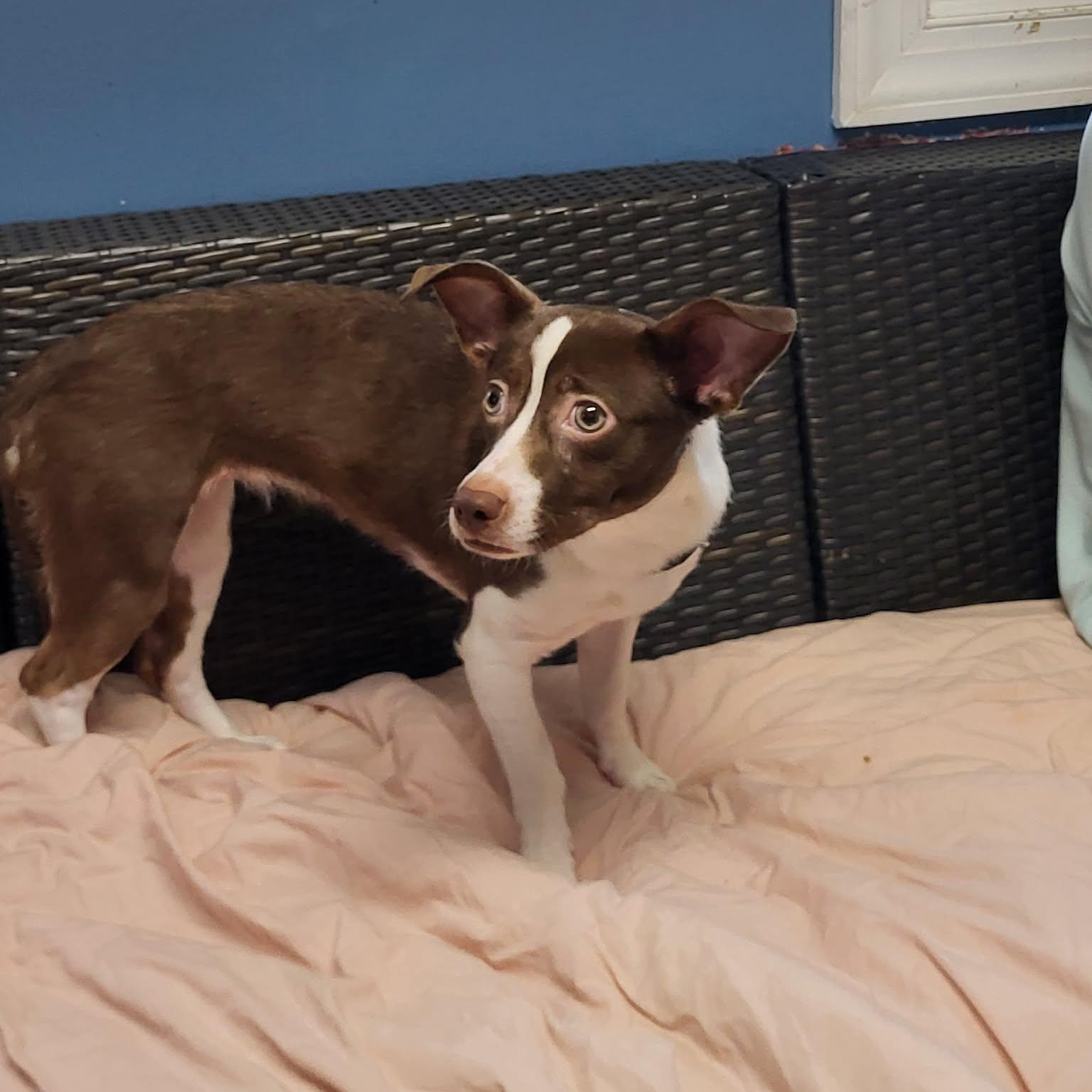 Enlarge Shandy, an adopted Mixed Breed in Sunderland, MD image 4/5