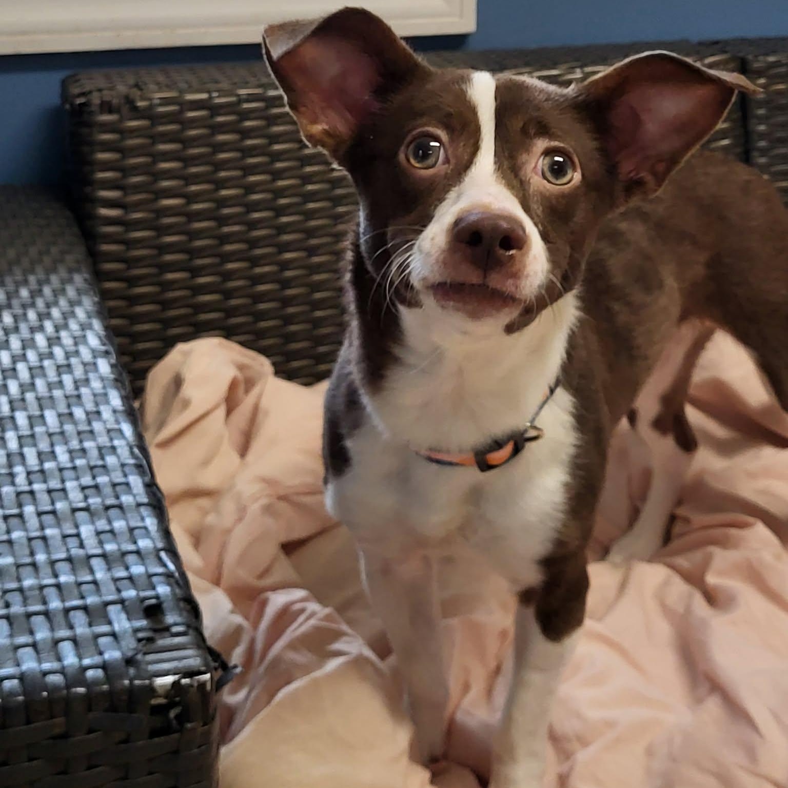 Enlarge Shandy, an adopted Mixed Breed in Sunderland, MD image 1/5